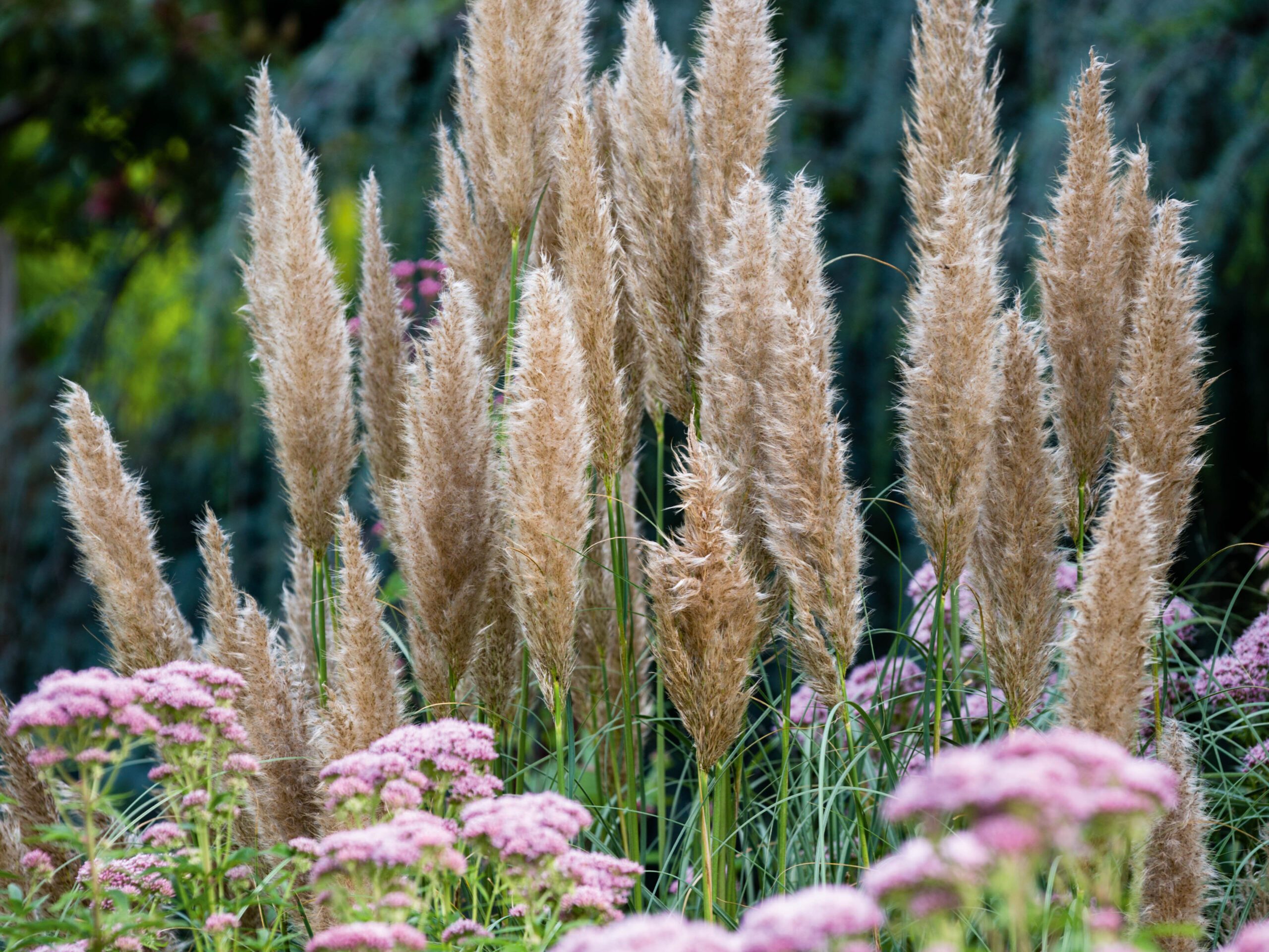 Cortaderia selloana 'Patagonia'