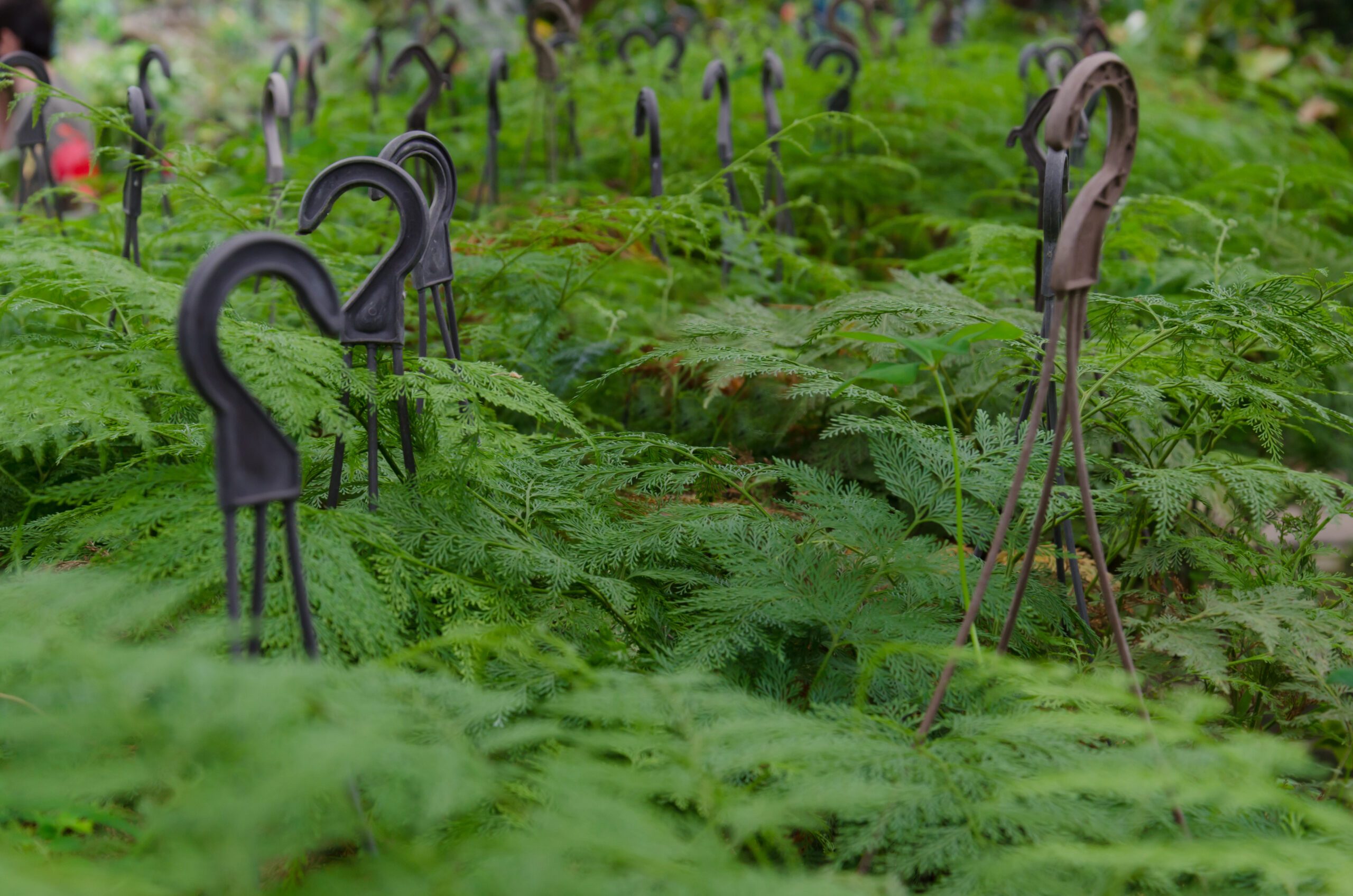 Asparagus Fern plant growing in a pots  