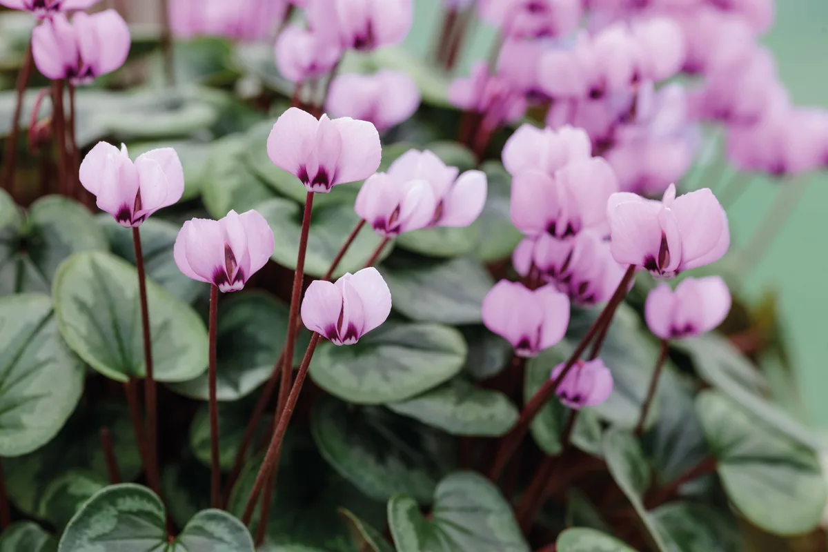 Cyclamen coum Roseum Cyclamen coum Roseum