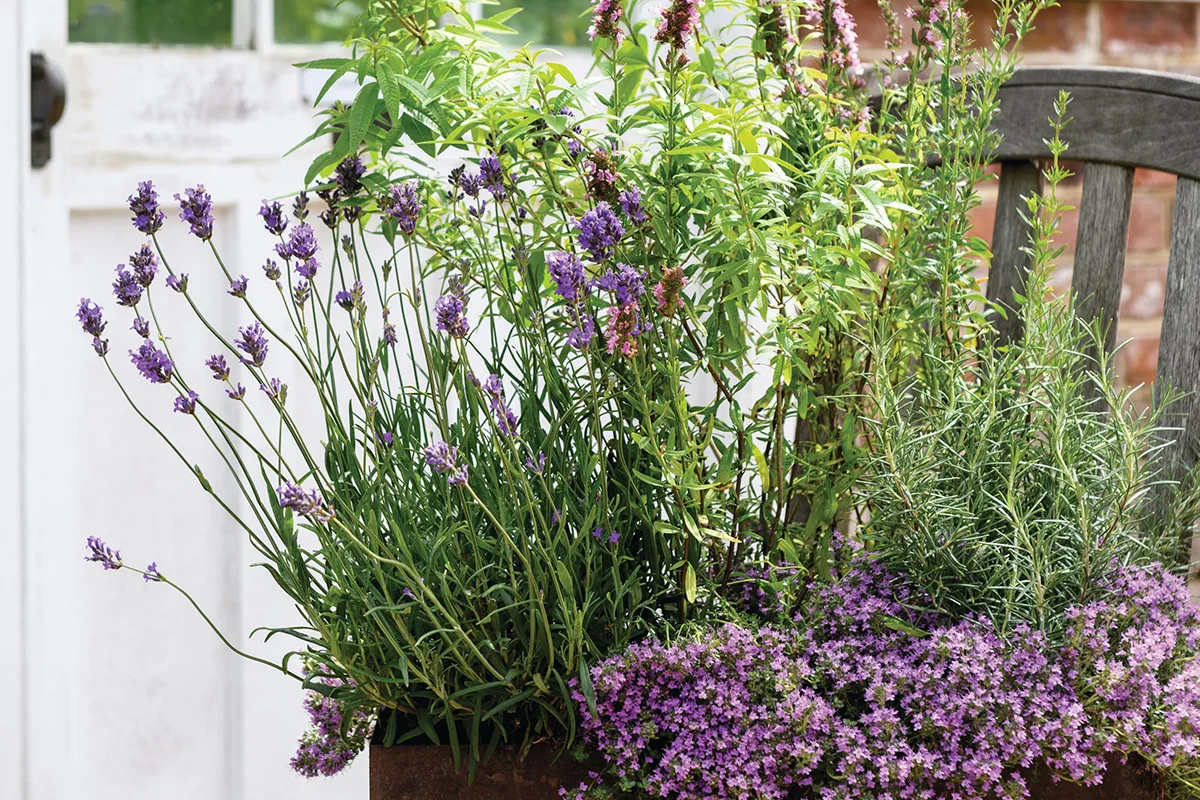 An aromatic pot display for indoors using lavender and rosemary An aromatic pot display for indoors using lavender and rosemary
