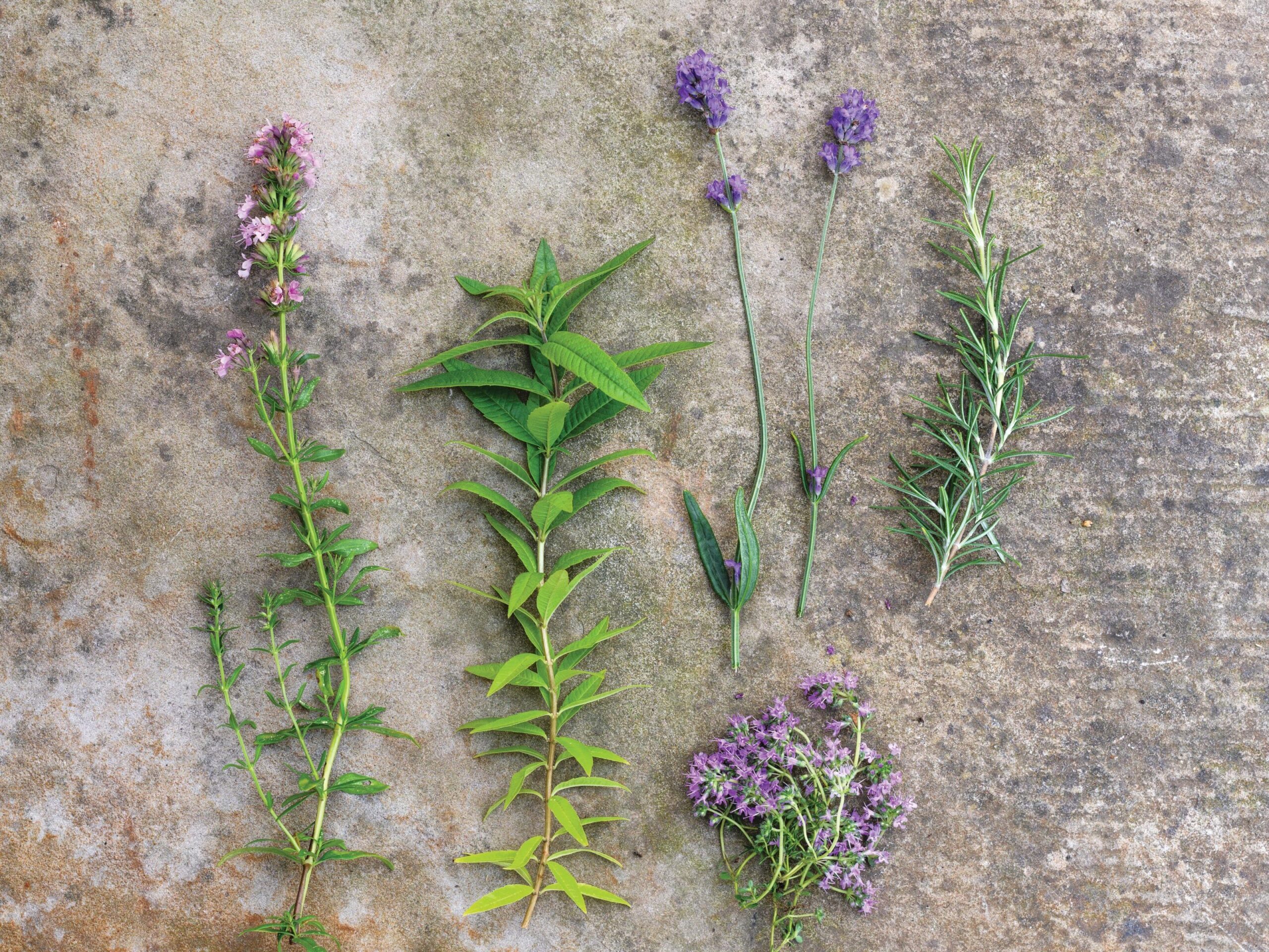 An indoor aromatic plant display using lavender, rosemary and lemon verbena © Jason Ingram