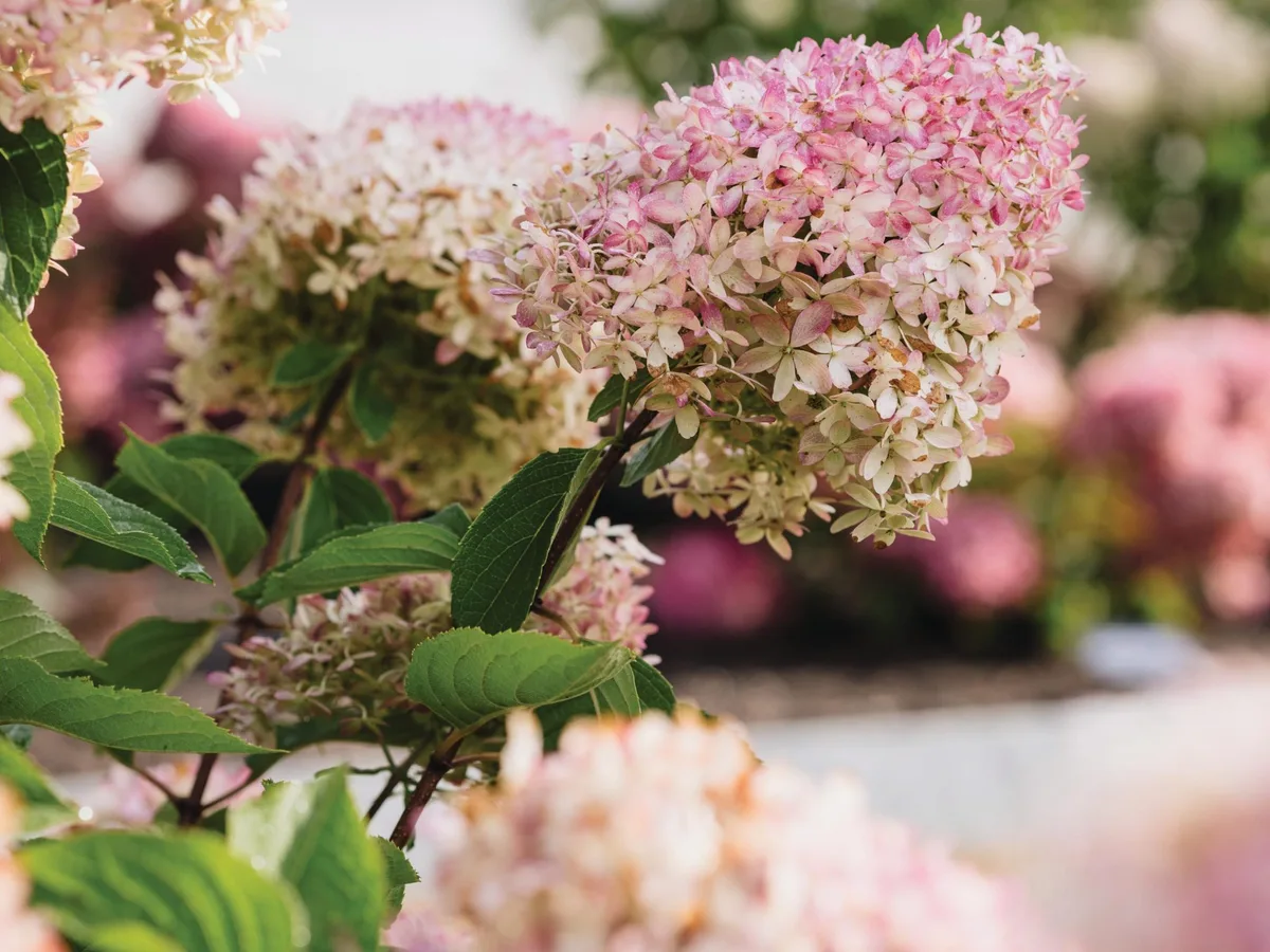 Hydrangea paniculata Living Royal Flower (= ‘Lc No6’) Pink flowers