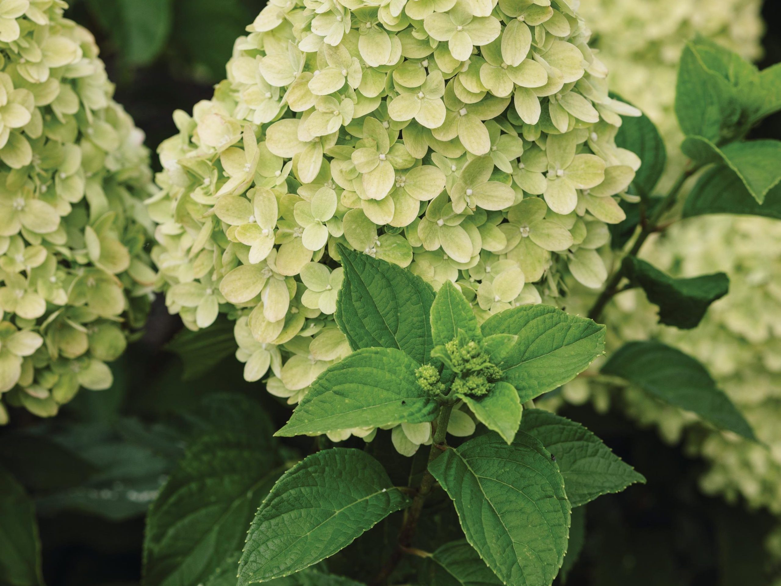 White flowers
