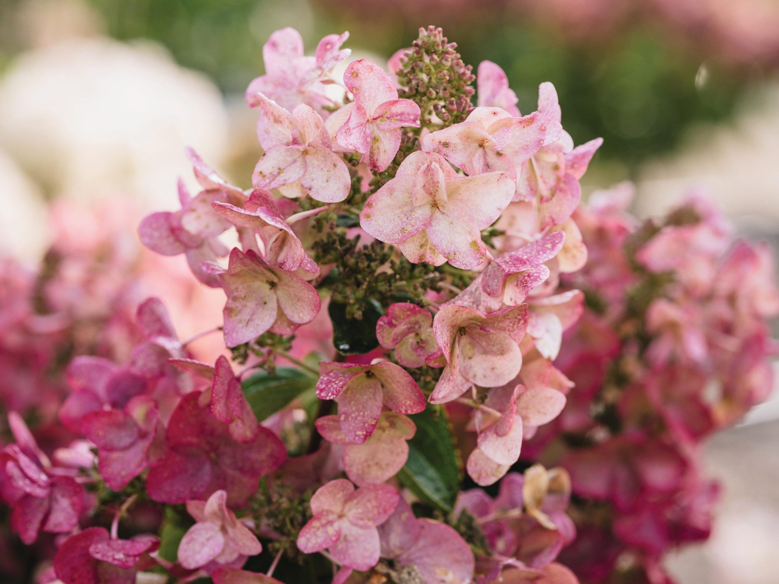 Pink flowers