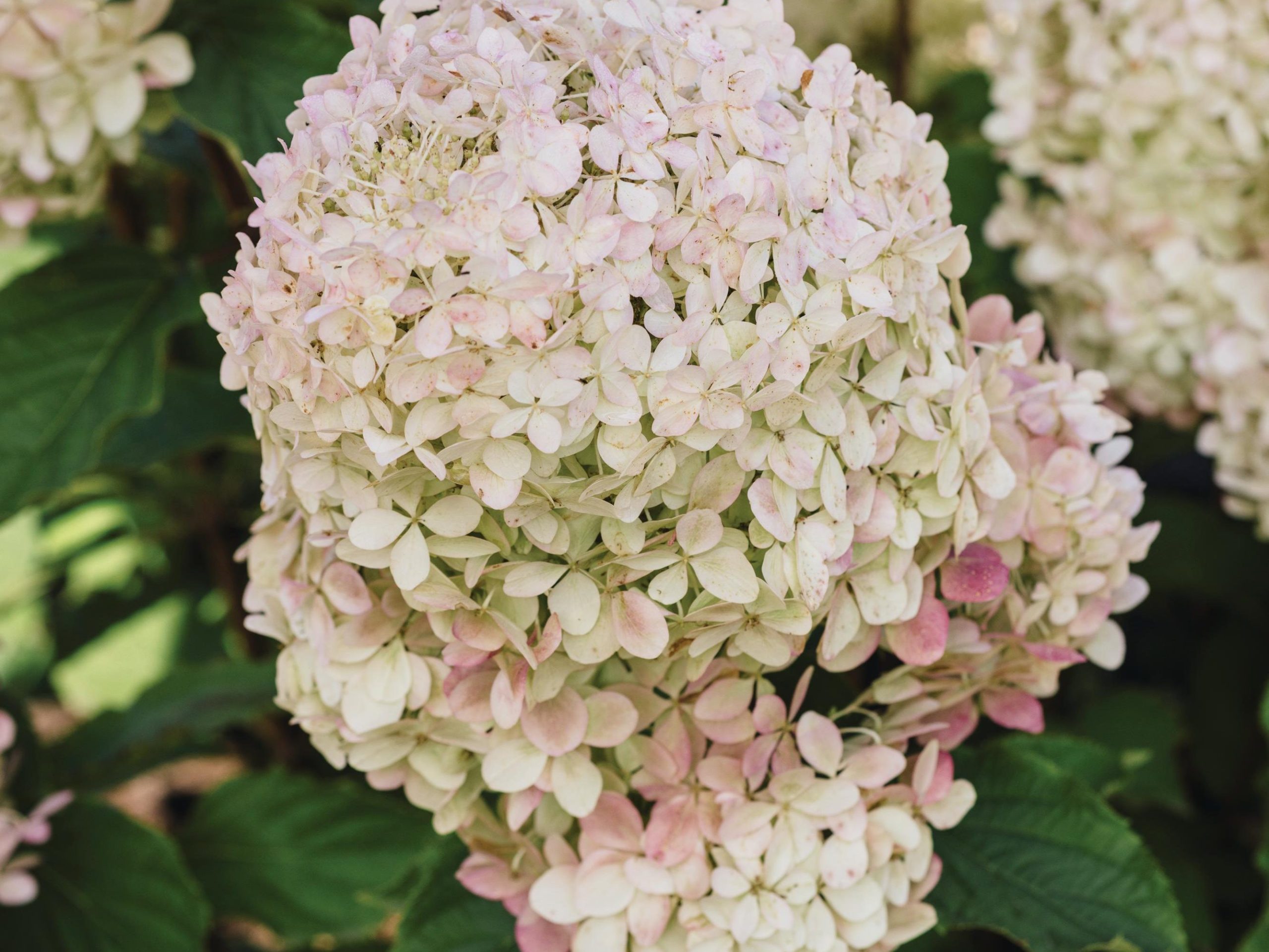 White flowers