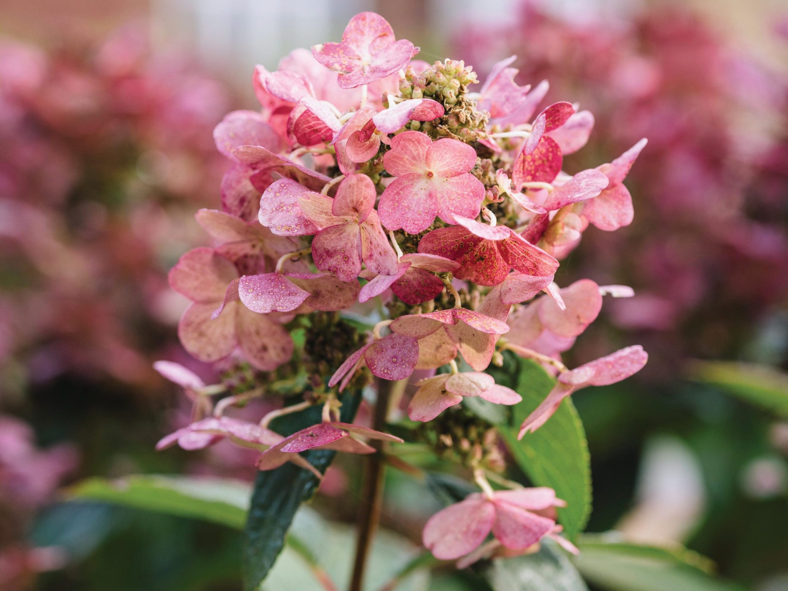 Pink flowers