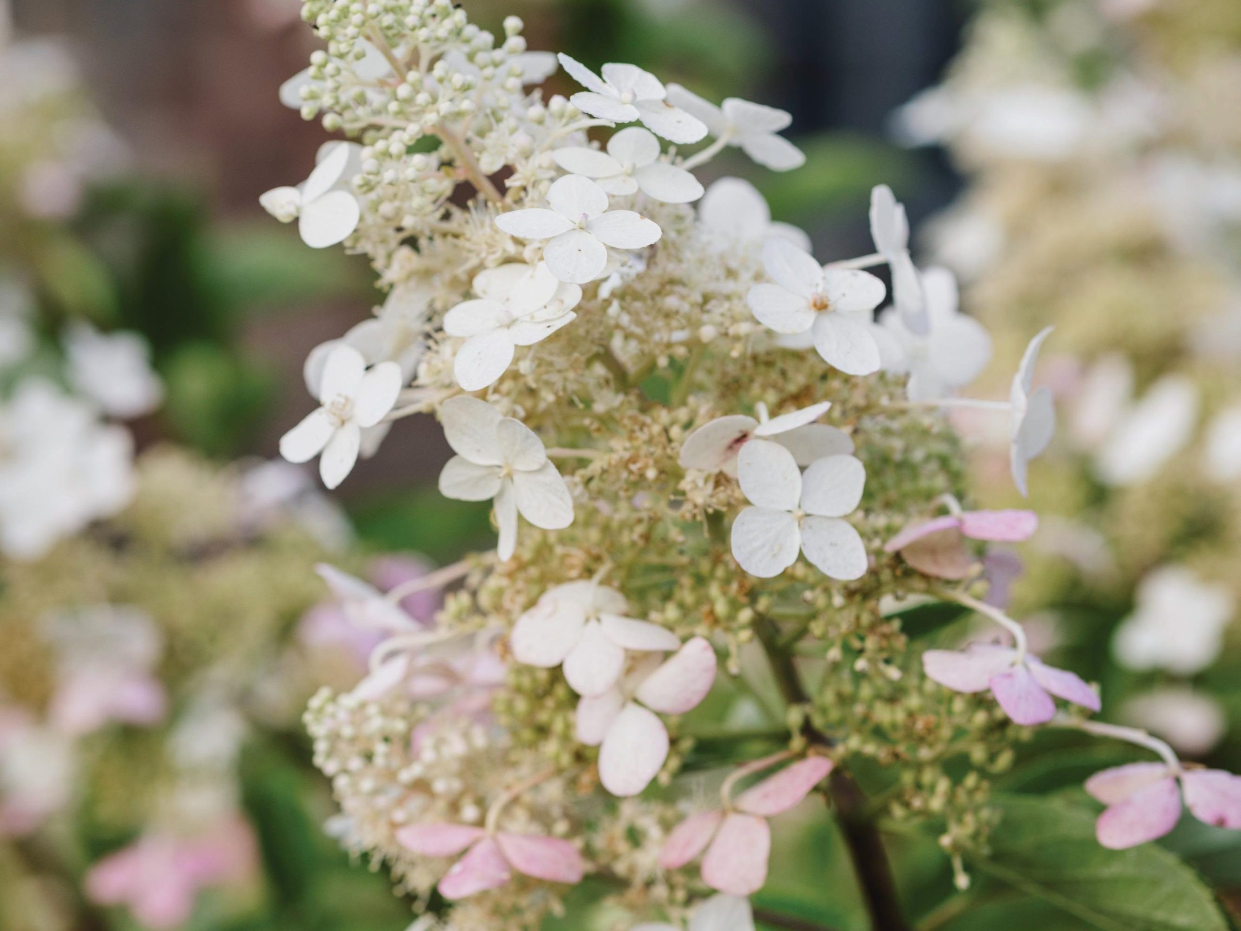 White flowers