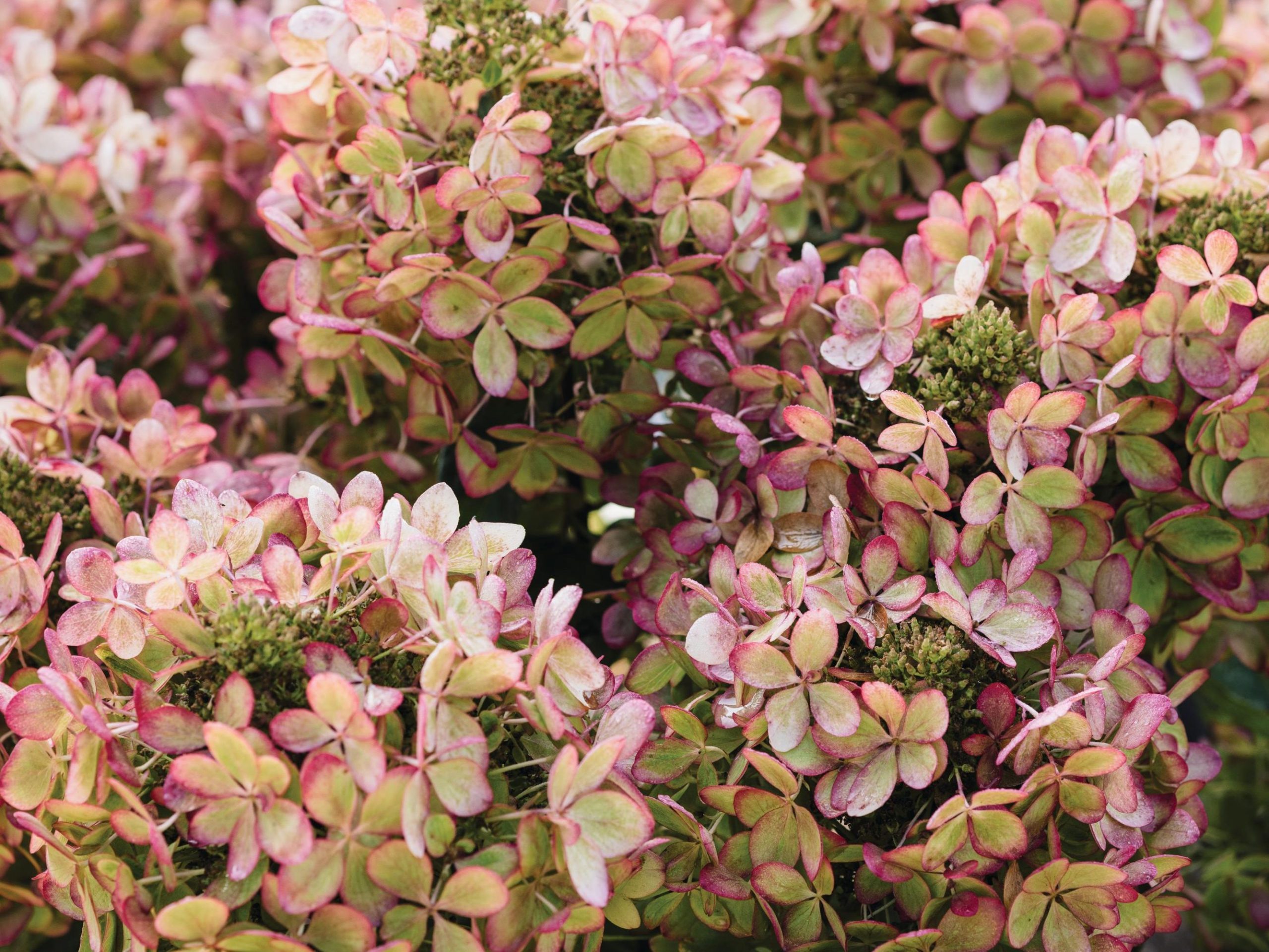 Pink flowers