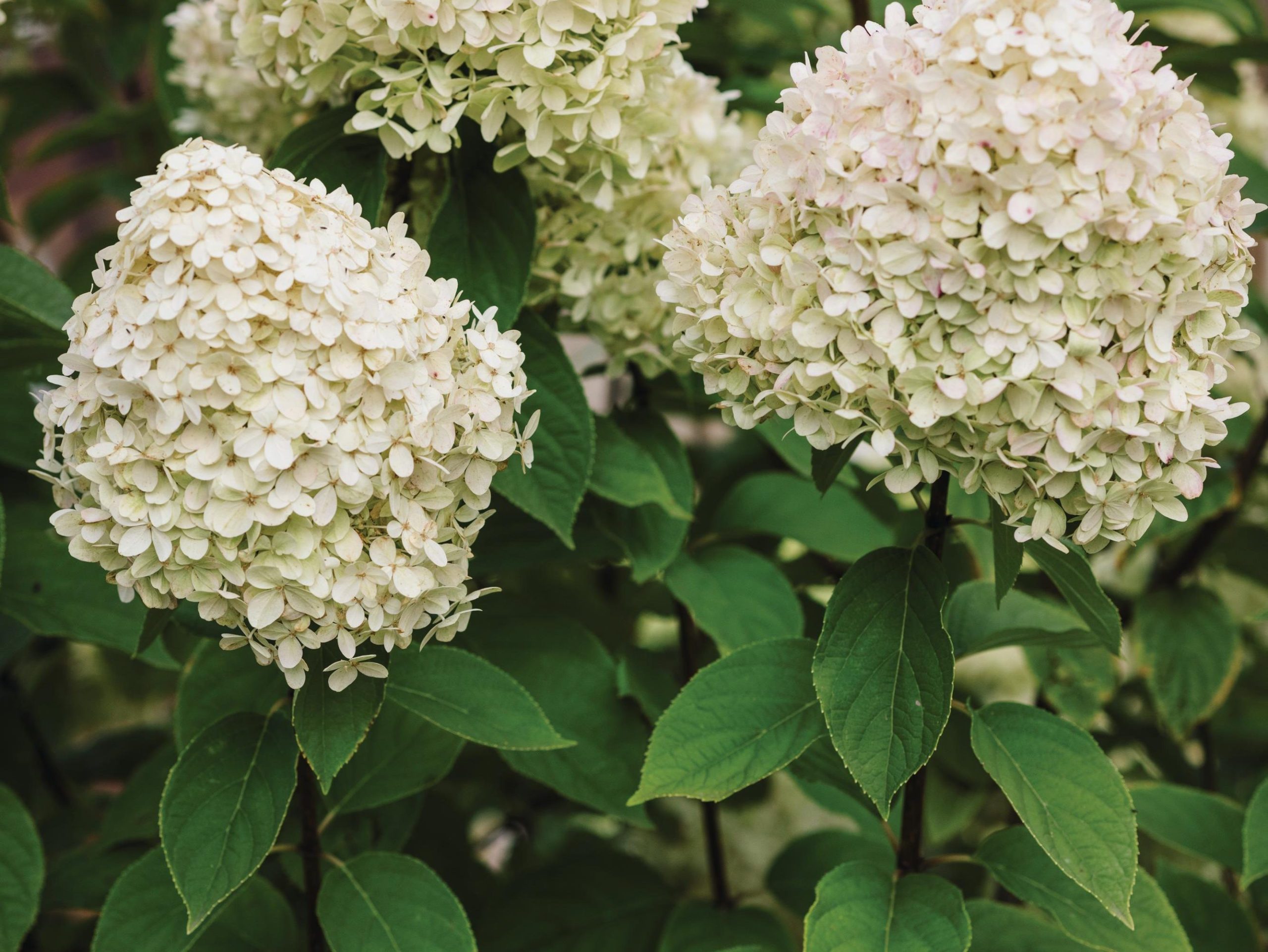 White flowers