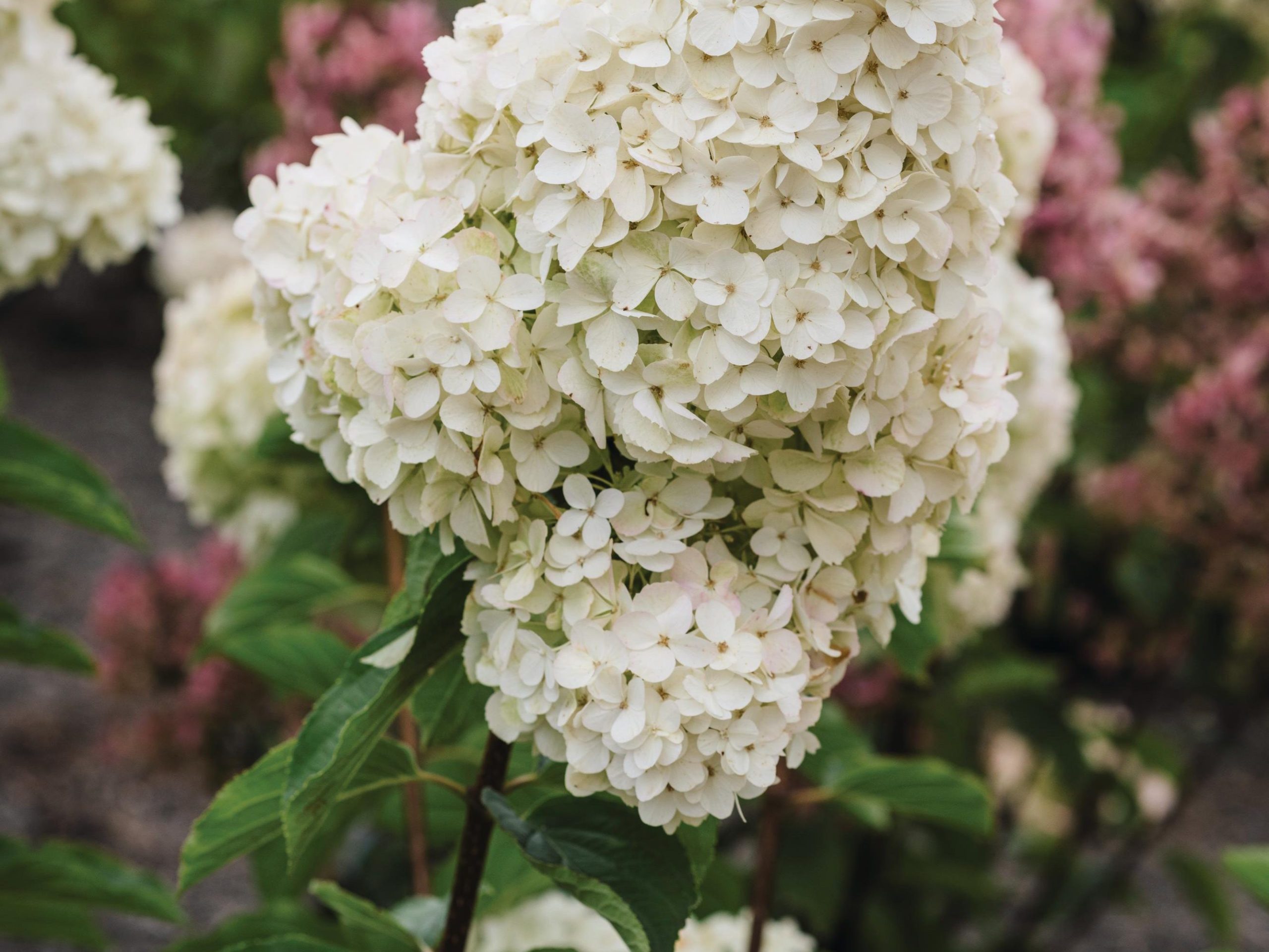 White flowers