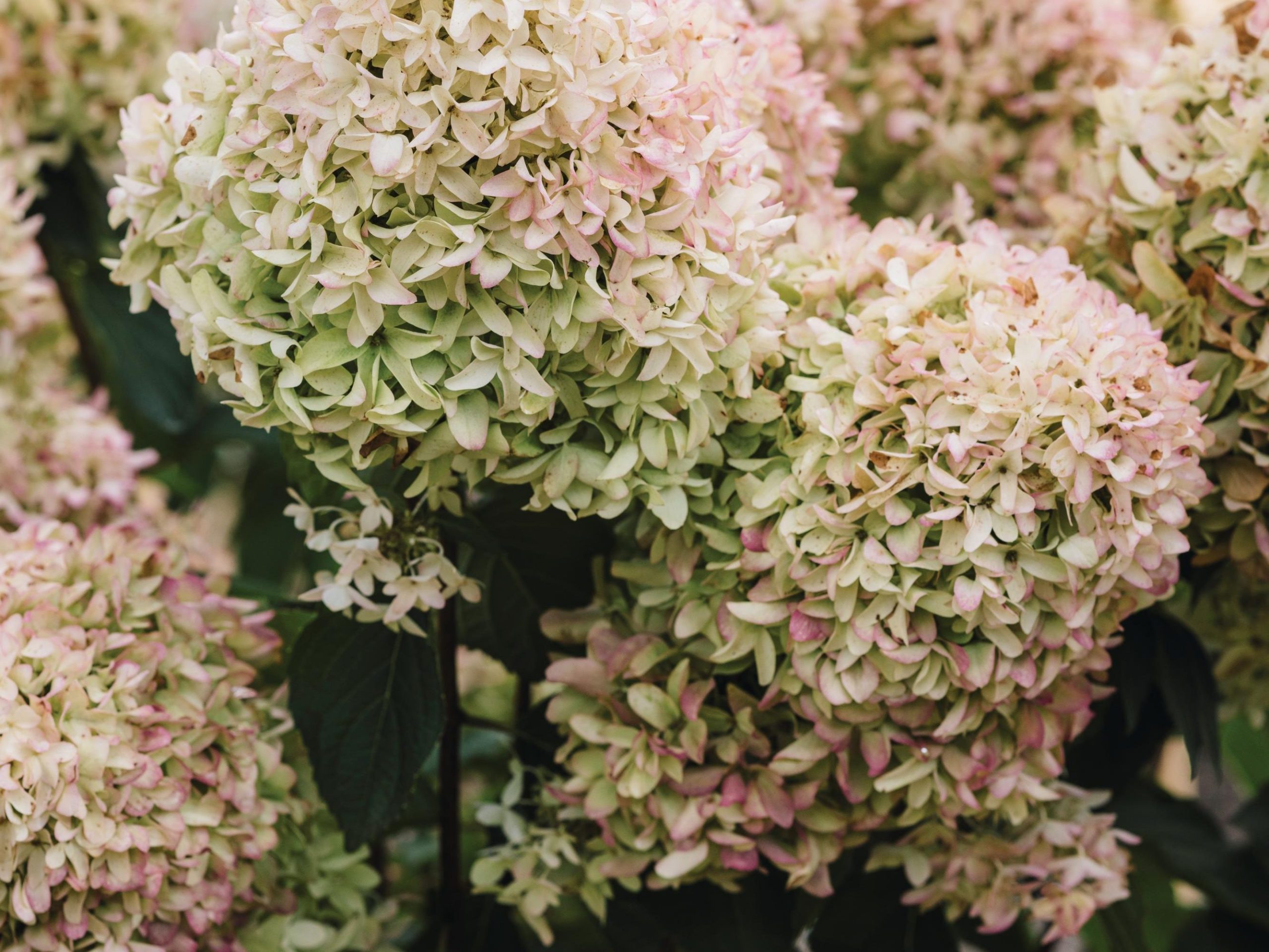 White and pink flowers