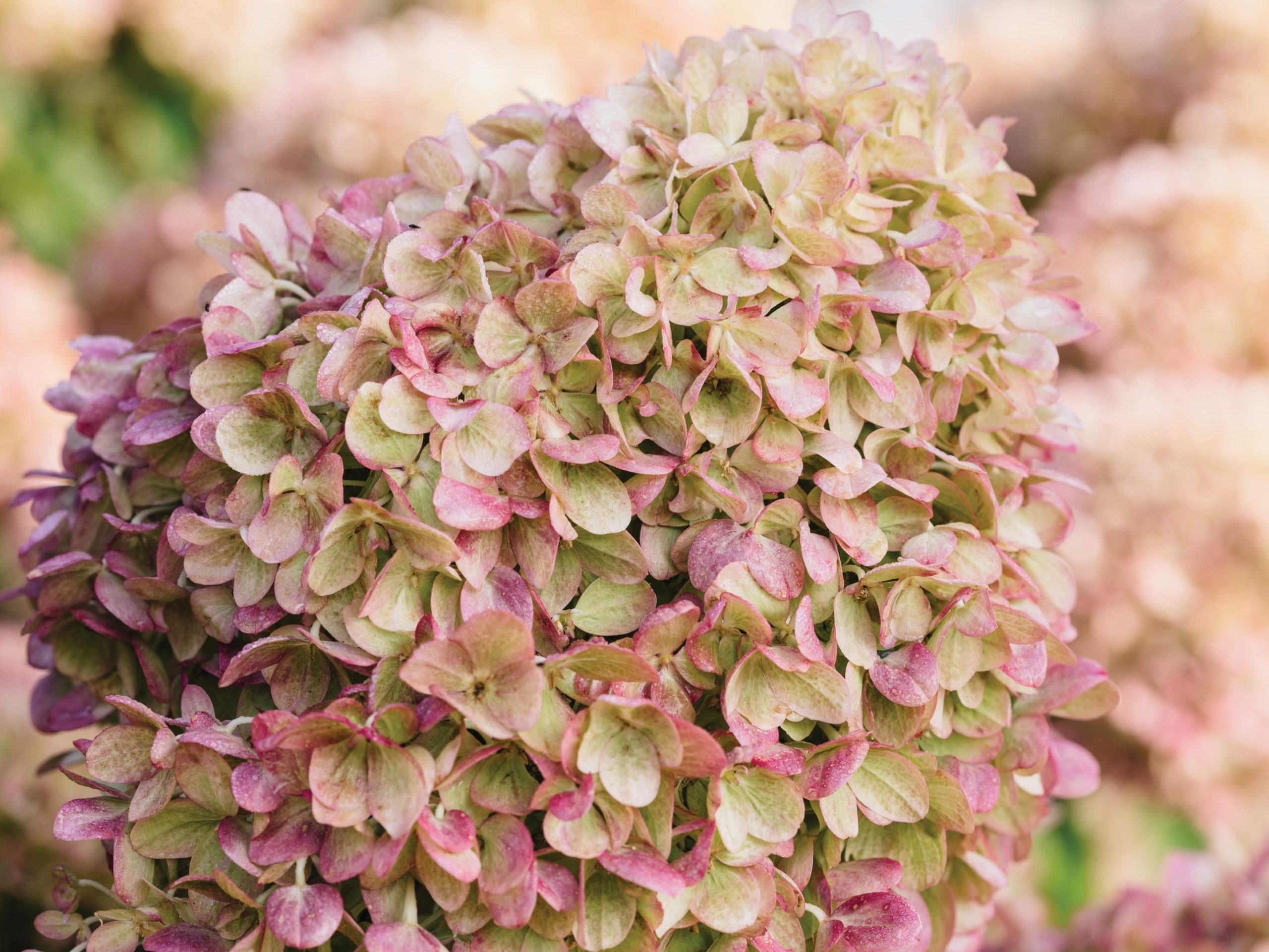 Pink and white flowers