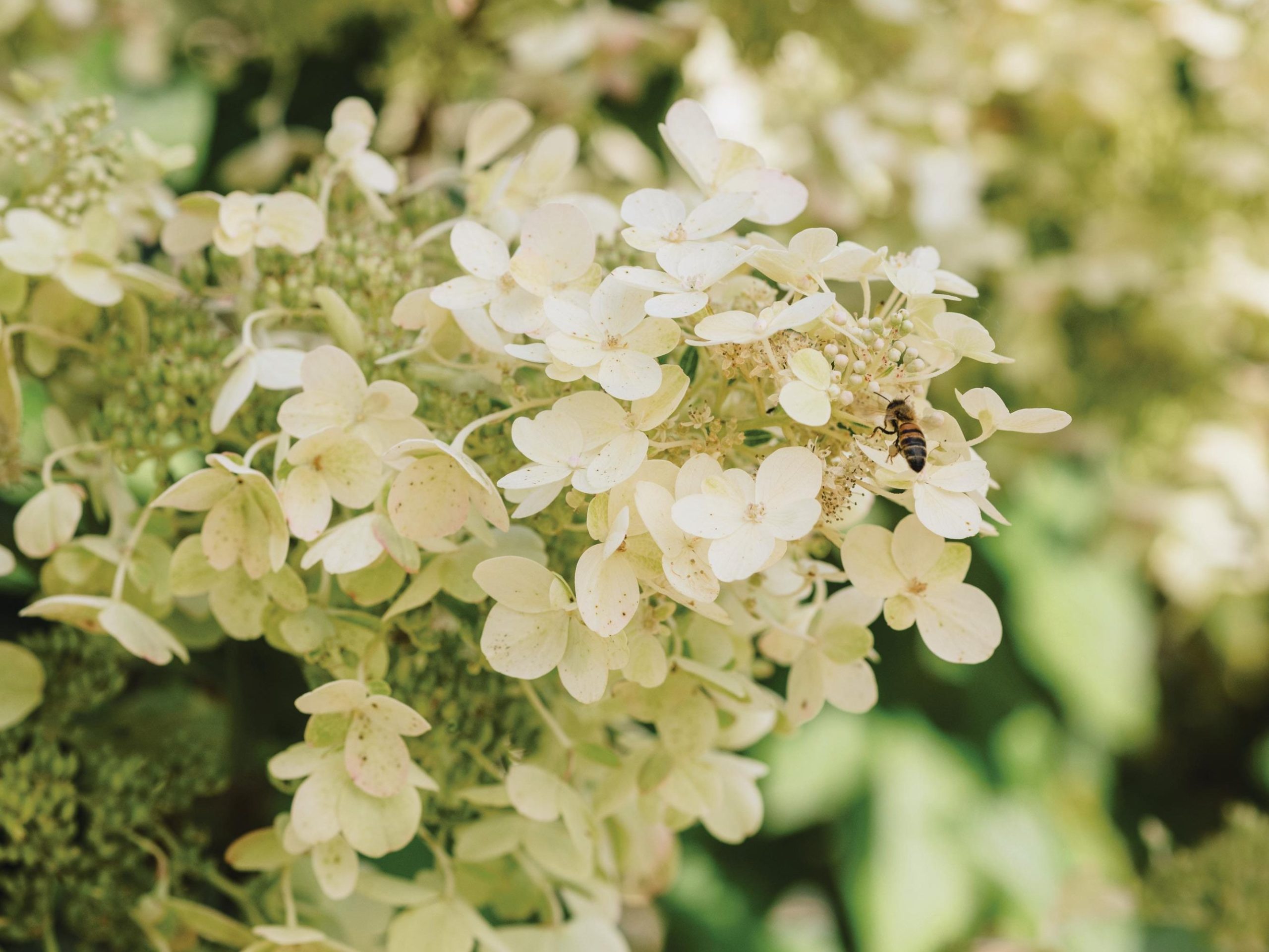 White flowers