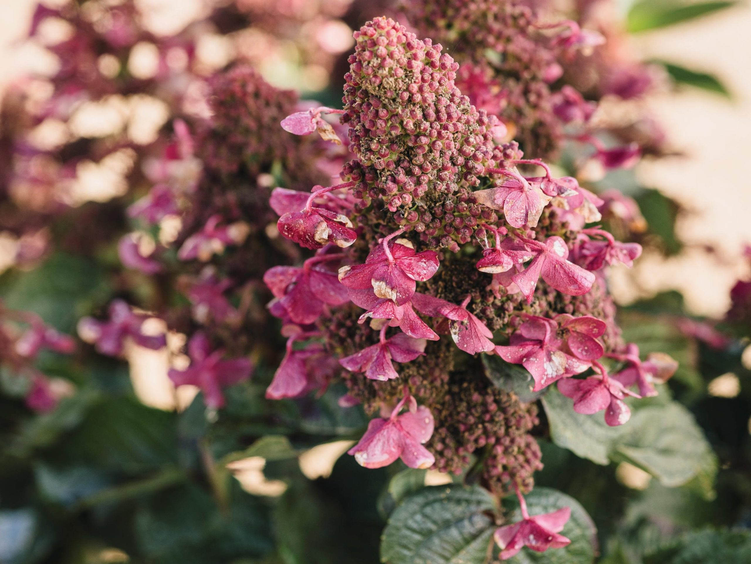 Pink flowers