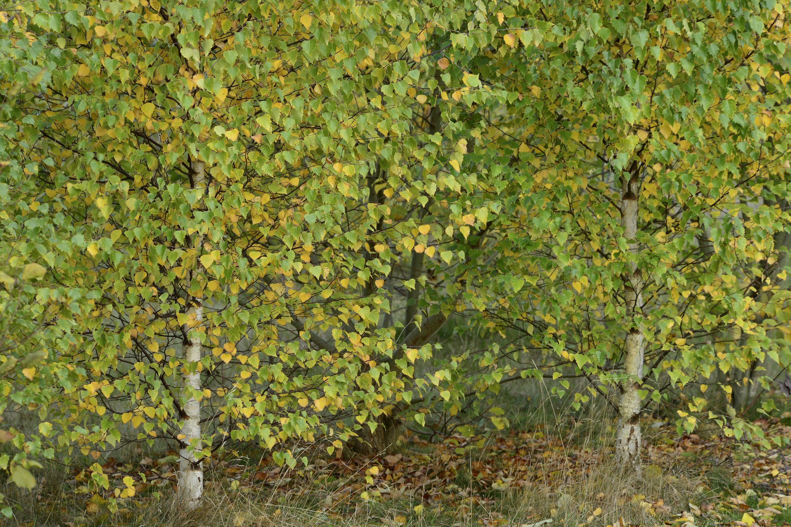 Silver birch trees,
