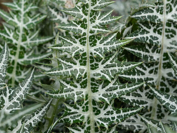 Galactites tomentosa