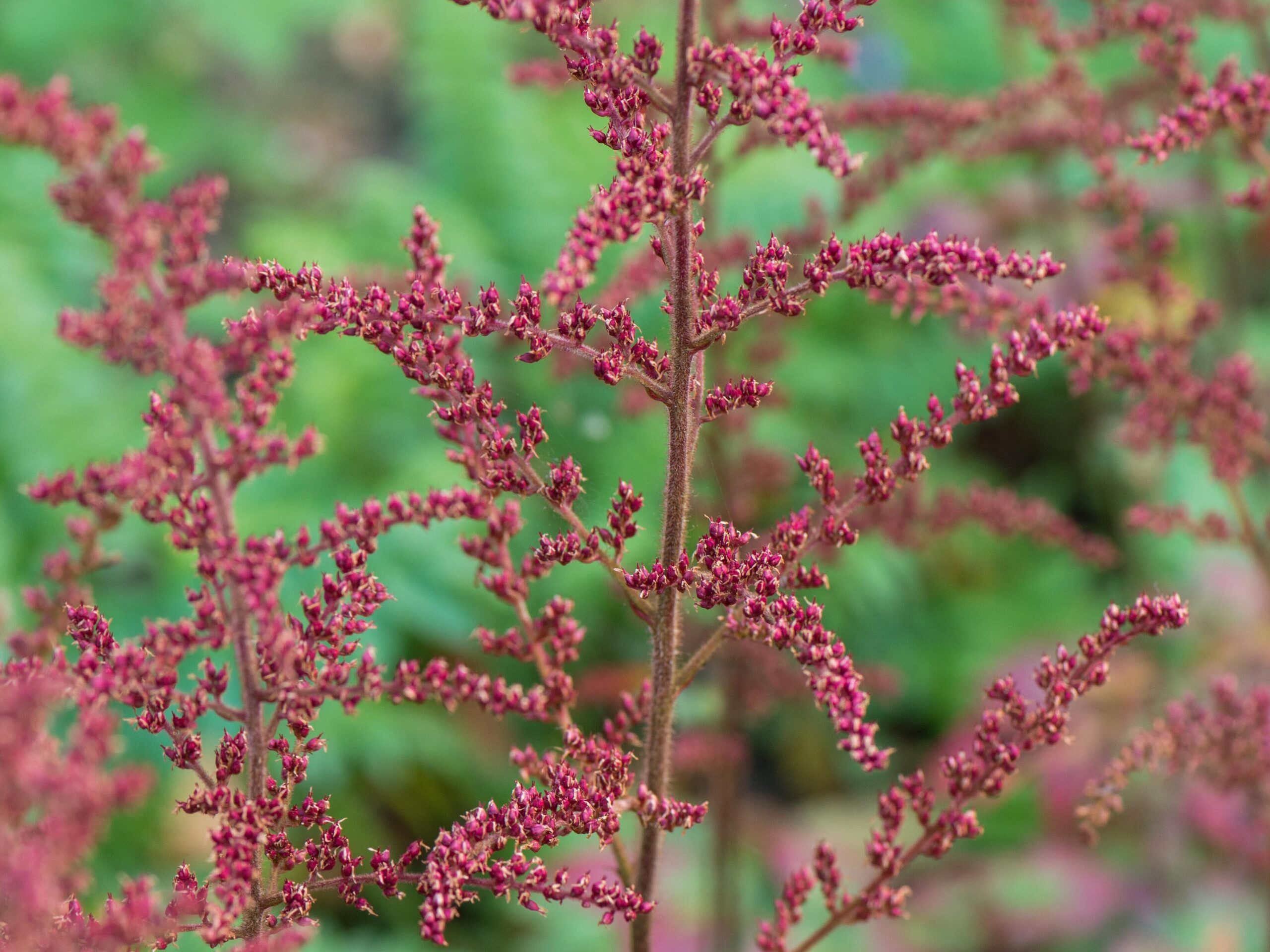 November flowers: Astilbe 'Colour Flash'