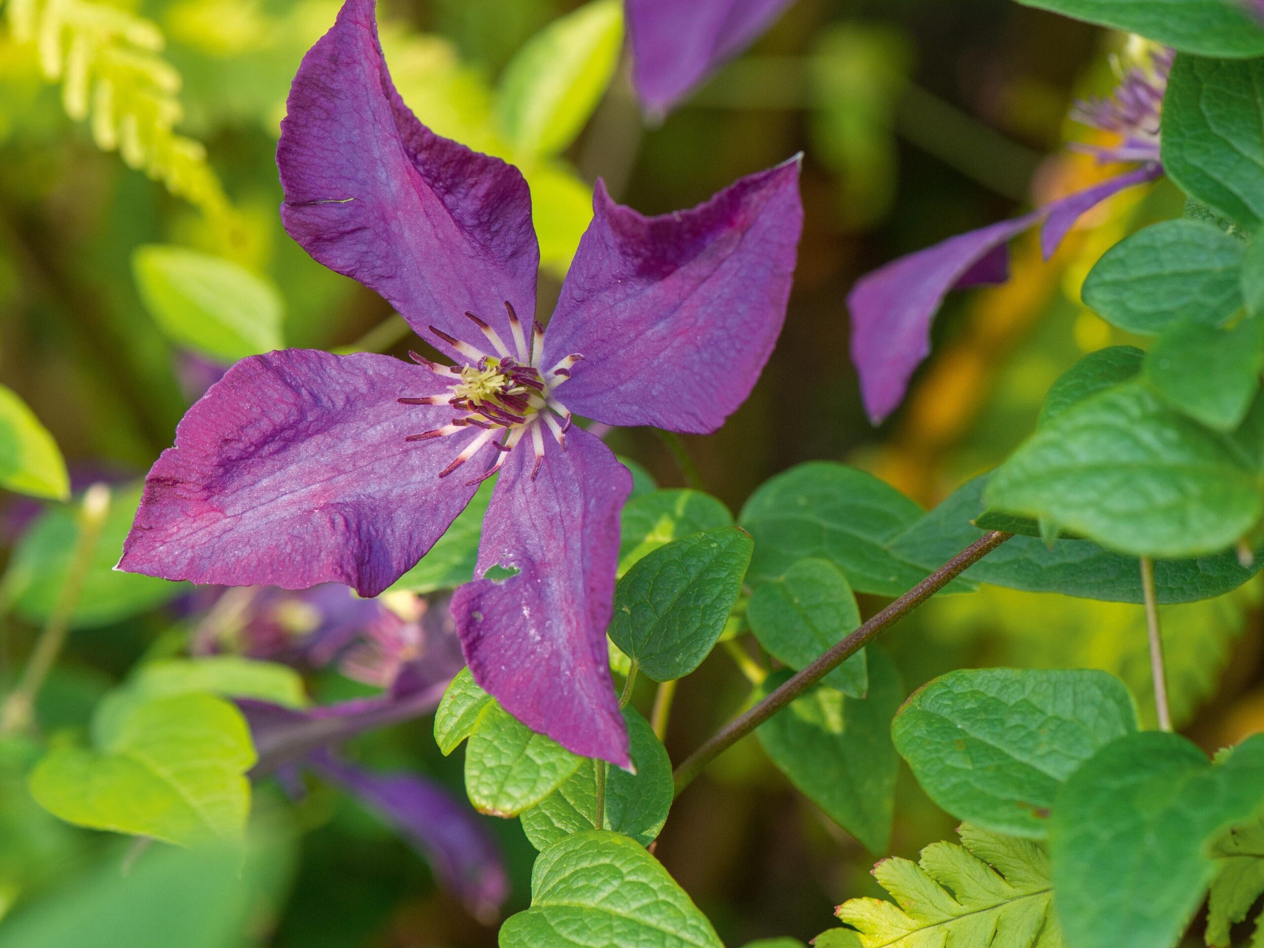 November flowers: Clematis viticella Polish Spirit
