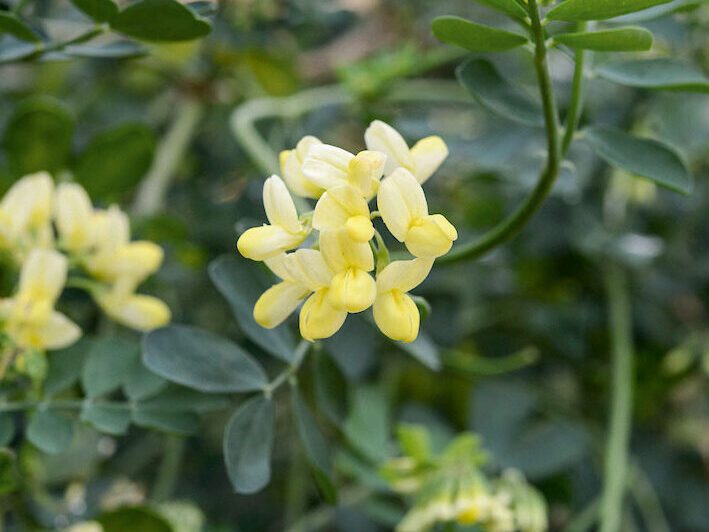 Coronilla valentina subsp. glauca ‘Citrina’