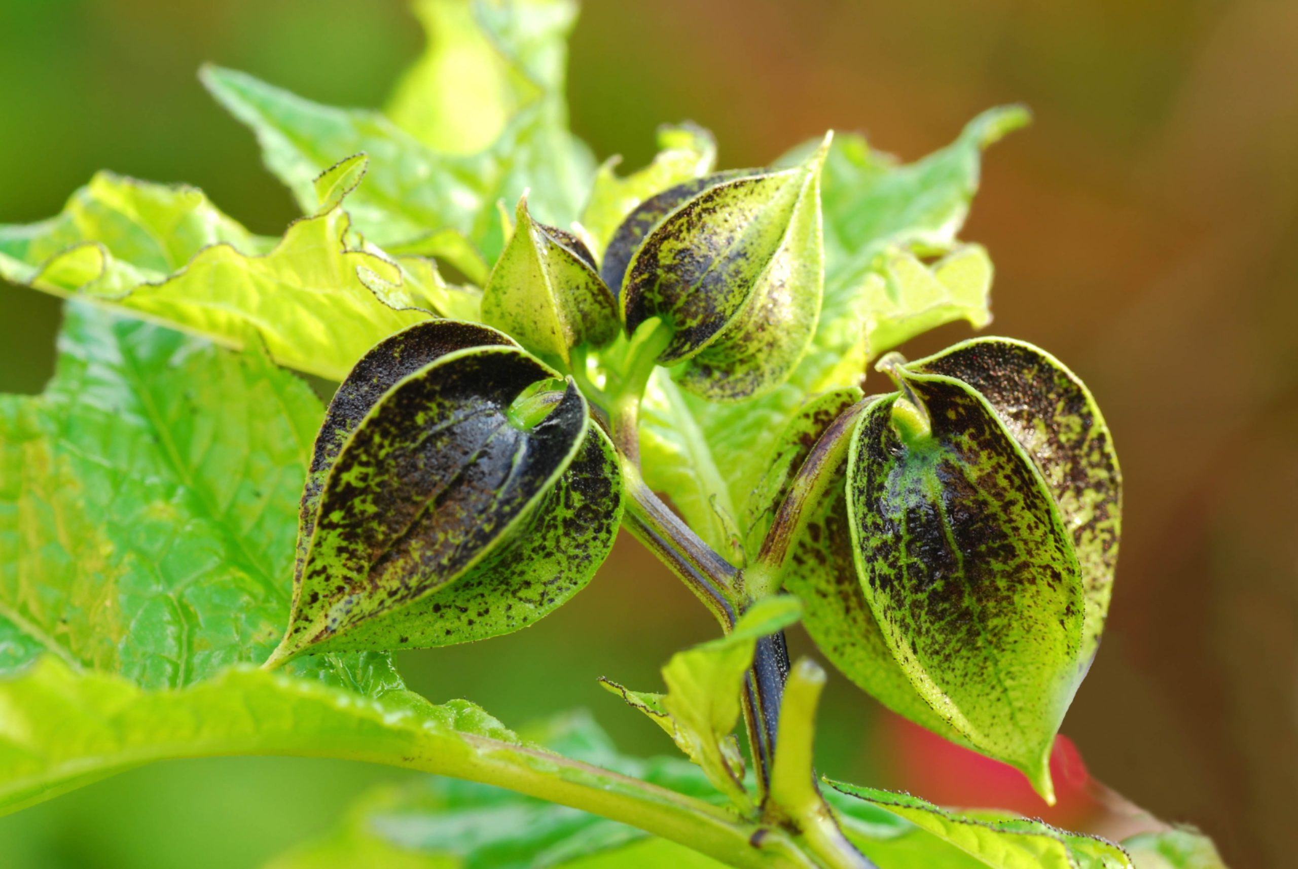 Nicandra physalodes 'Black Pod'