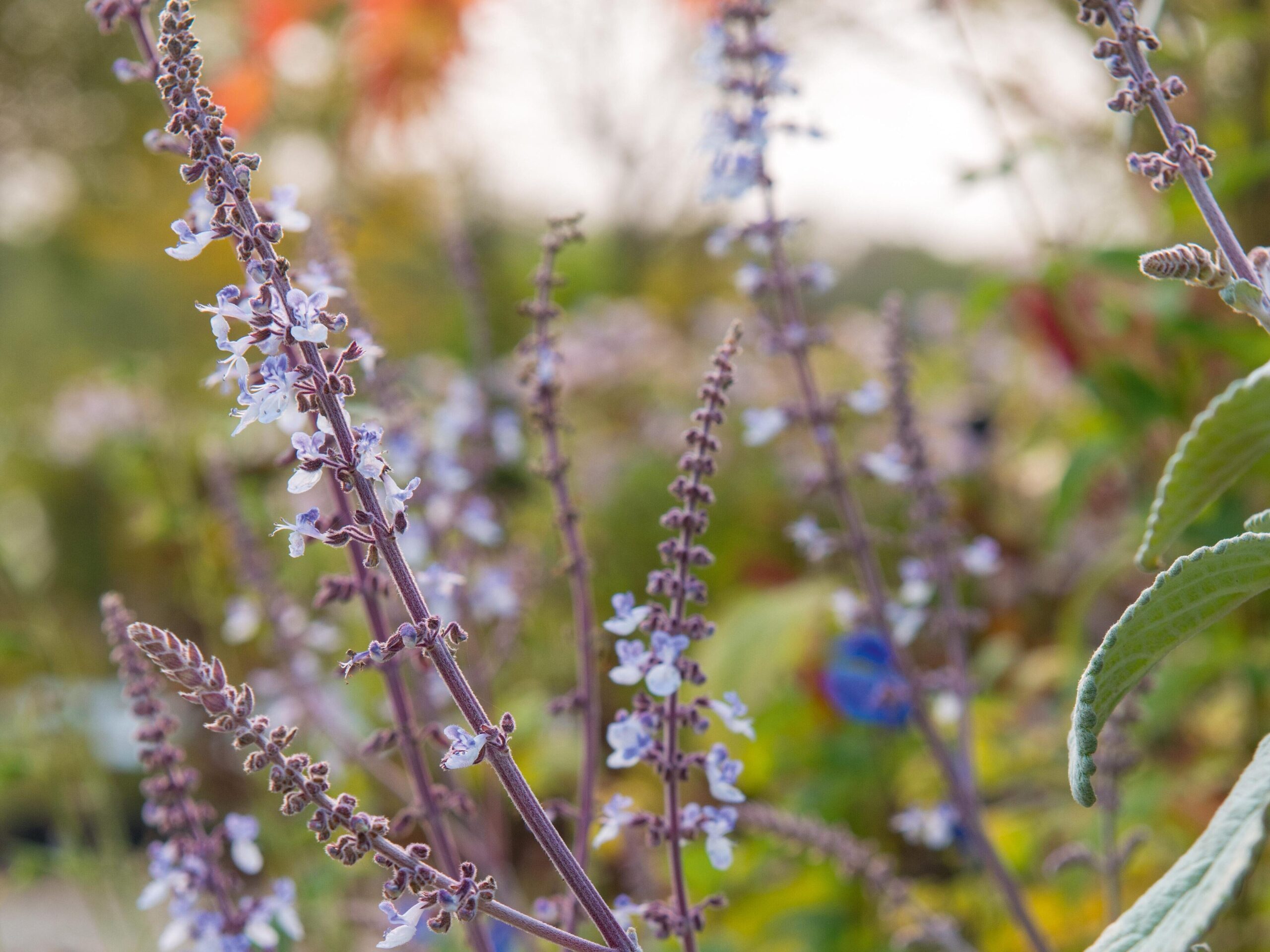 November flowers: Plectranthus argentatus