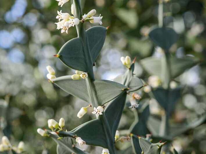 Colletia paradoxa