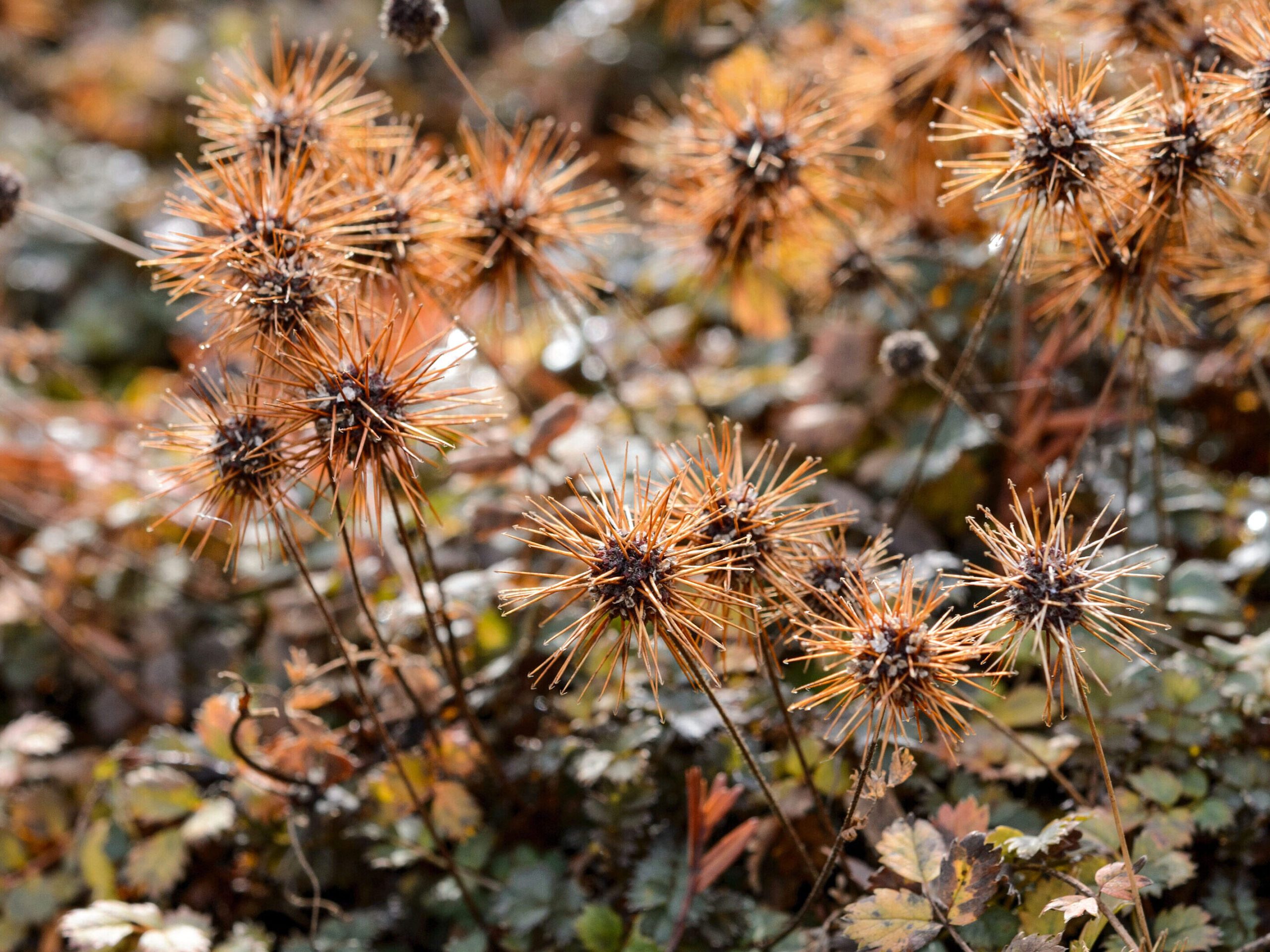 November flowers: Acaena microphylla ‘Kupferteppich’