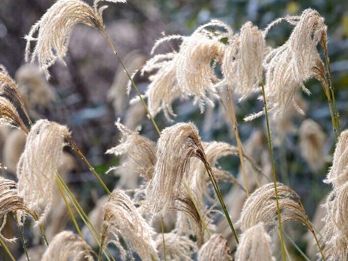 Miscanthus nepalensis
