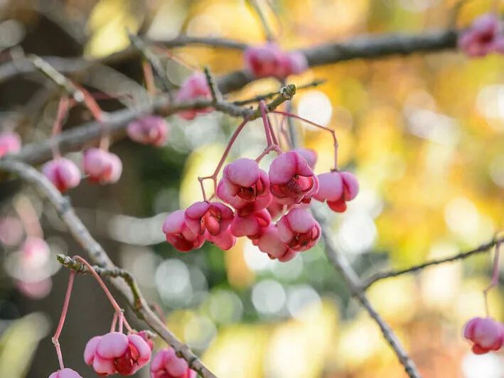 Euonymus hamiltonianus subsp. sieboldianus ‘Coral Charm’ Euonymus hamiltonianus subsp. sieboldianus ‘Coral Charm’