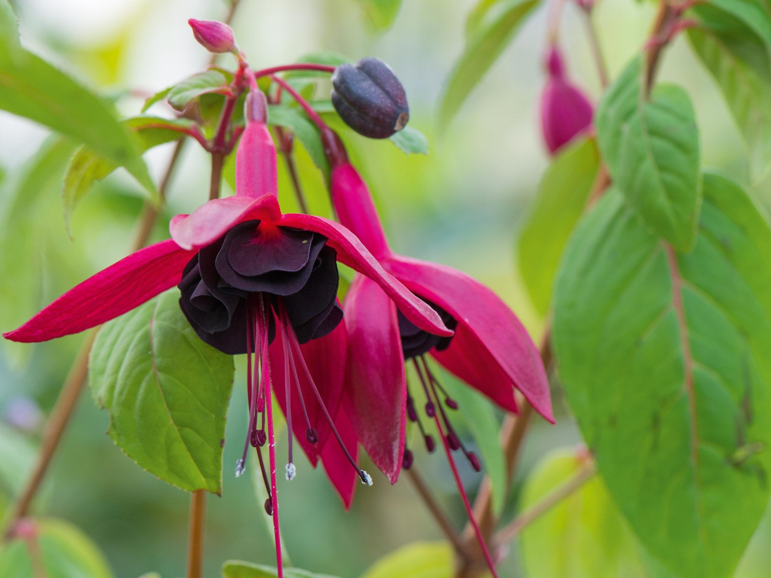 November flowers: Fuchsia Binny Plants Black
