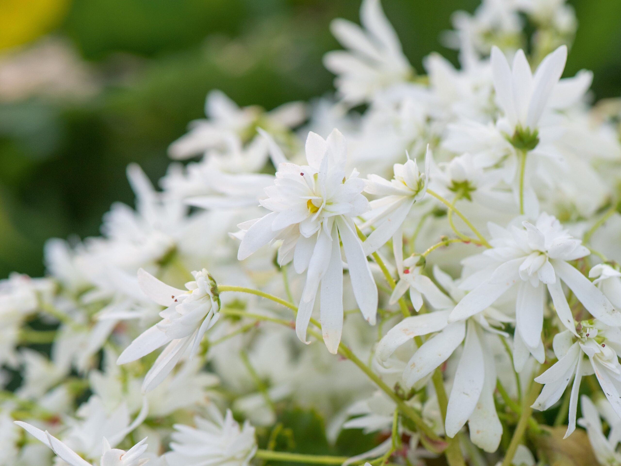 November flowers: Saxifraga fortunei Shiranami
