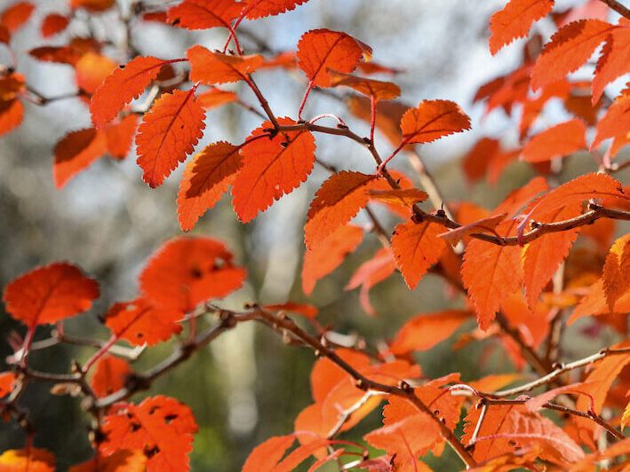 Prunus incisa ‘Kojo-no-mai’