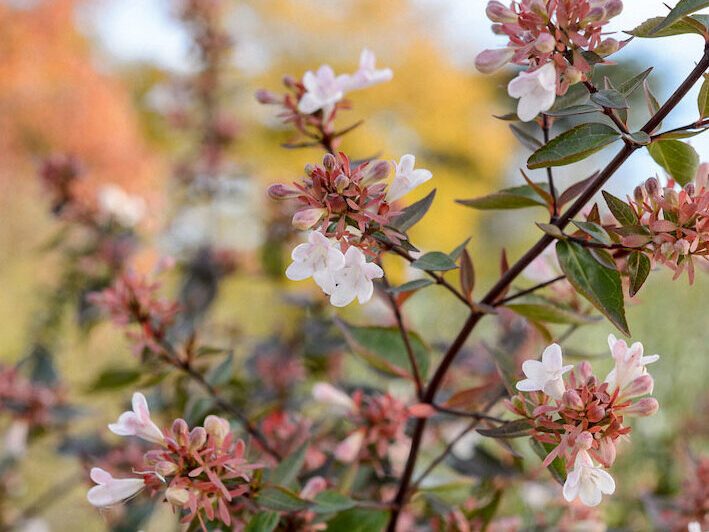 Abelia x grandiflora
