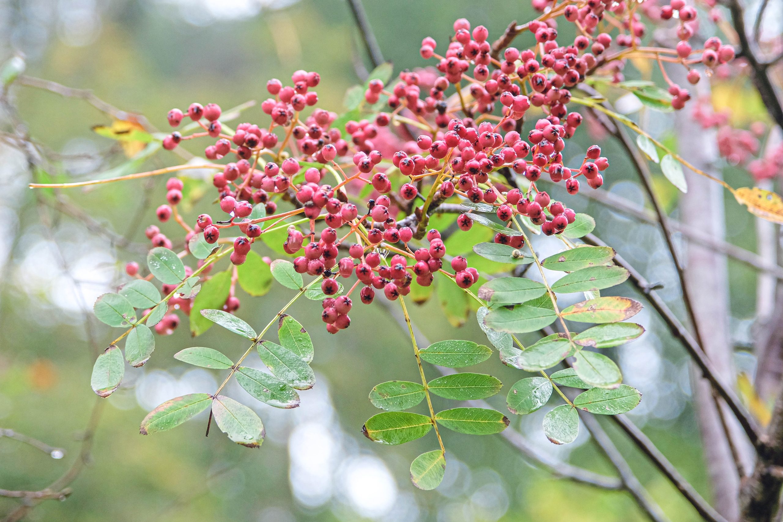 Sorbus hupehensis Pink Pagoda