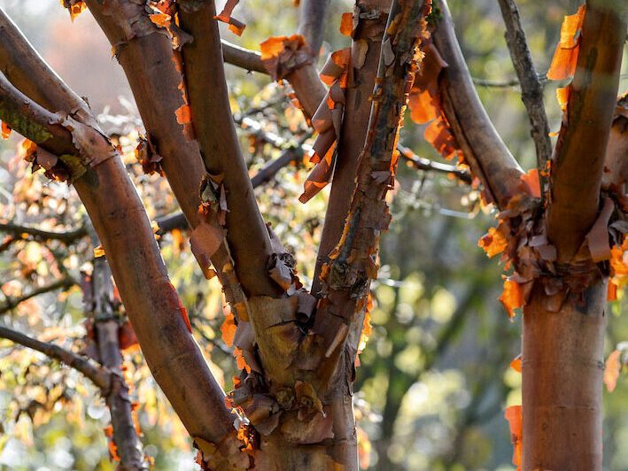 Acer griseum
