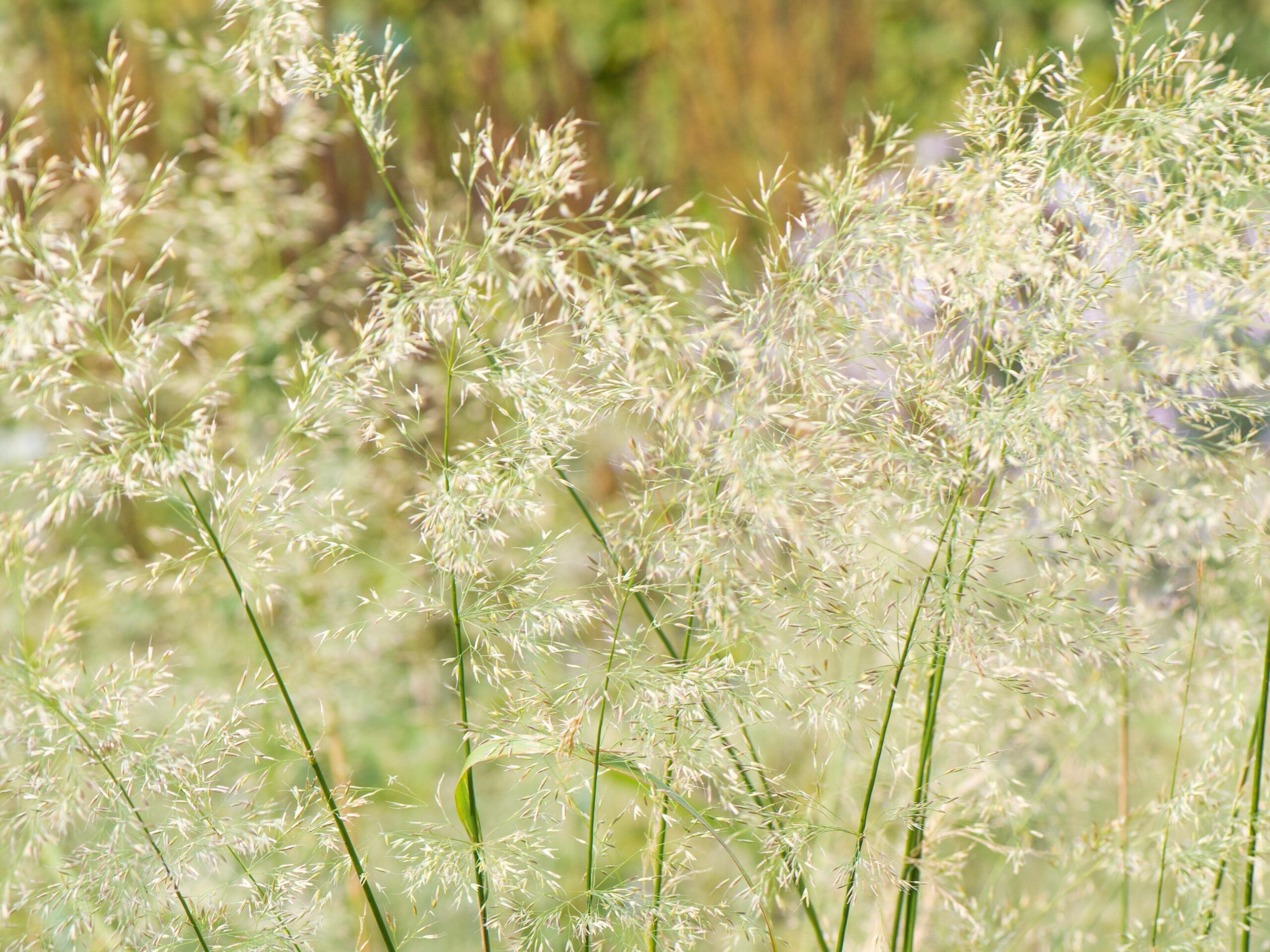 November flowers: Calamagrostis brachytricha