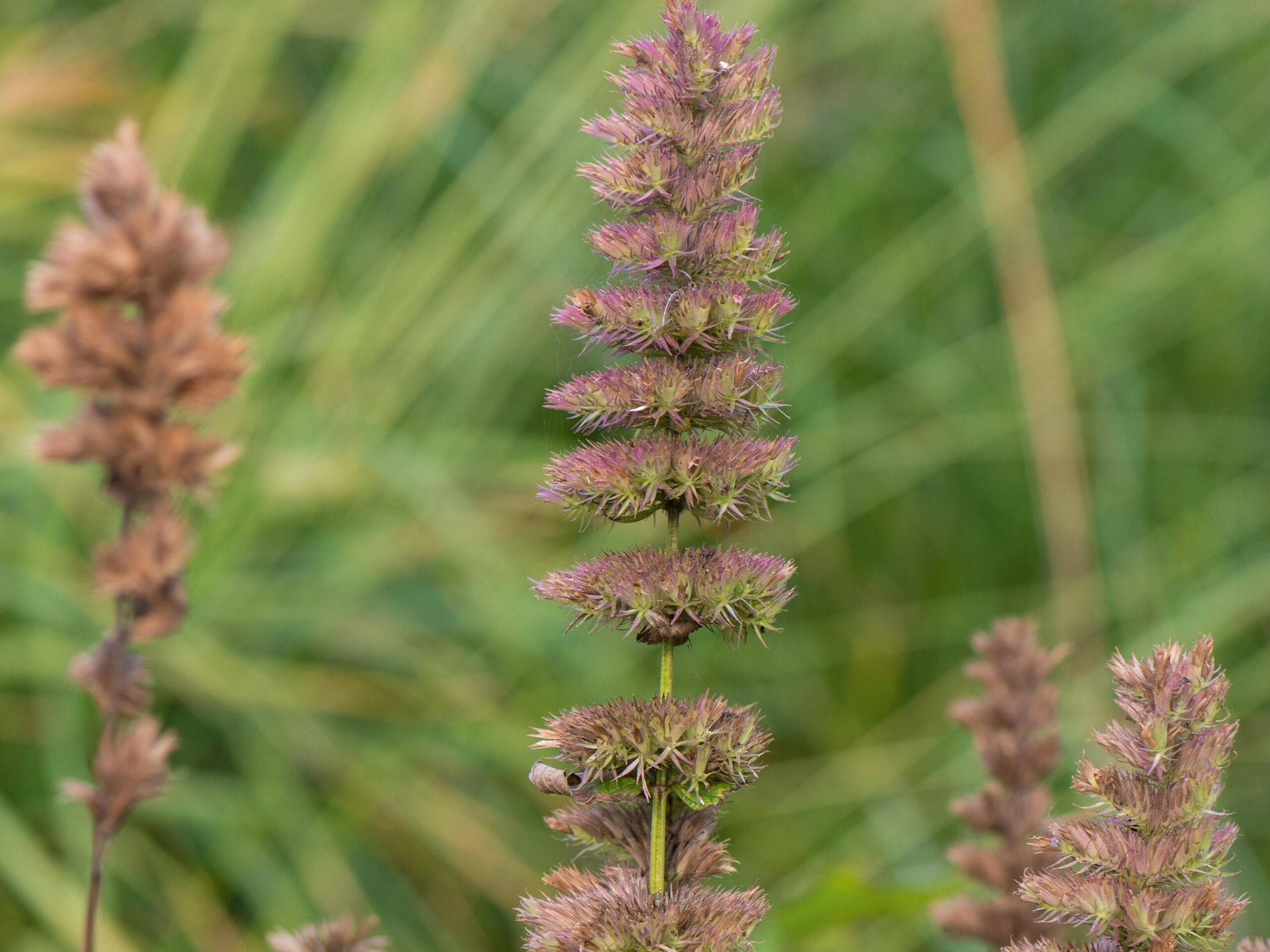 November flowers:Nepeta kubanica