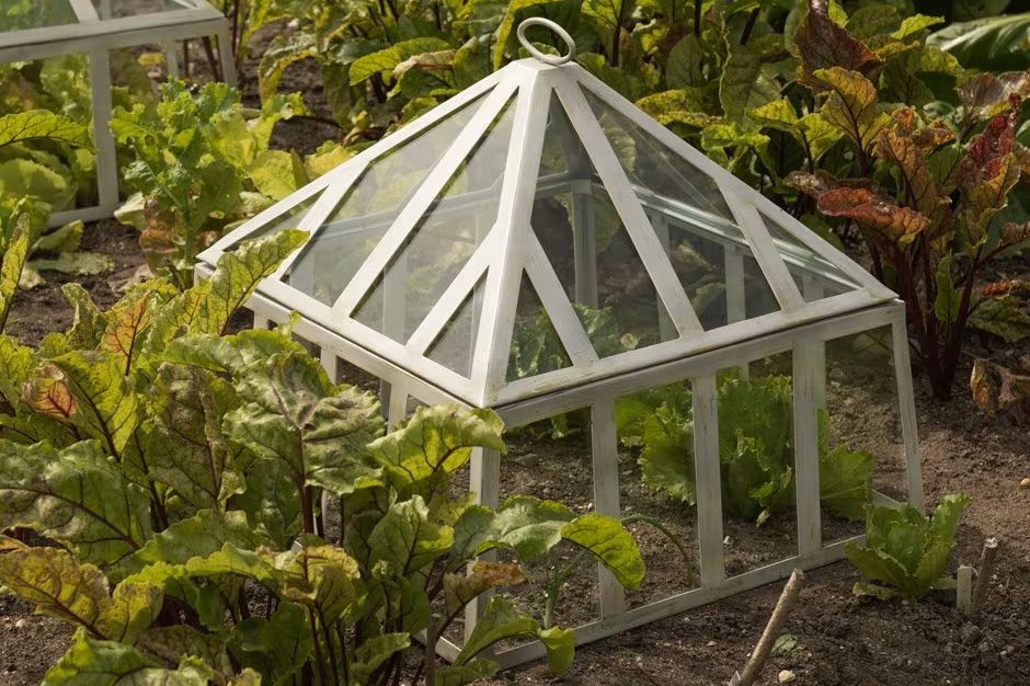 Square Victorian cloche in a veg patch