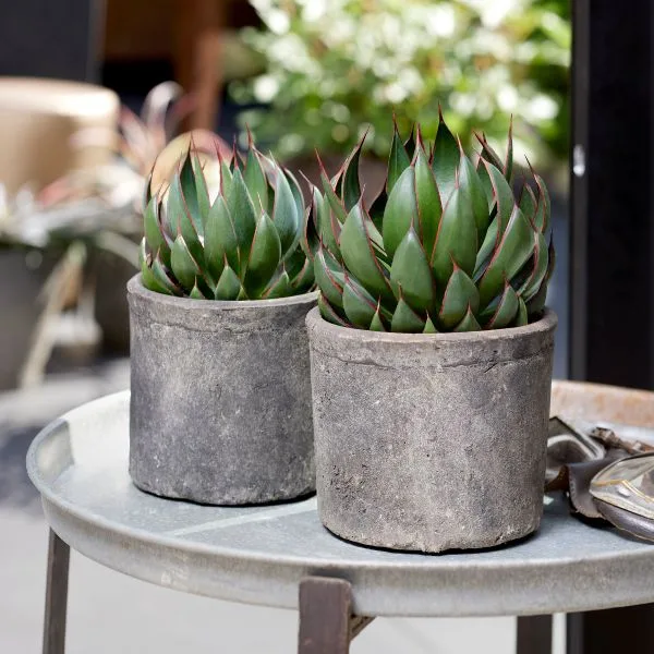 Agave 'Praying Hands' Agave 'Praying Hands'