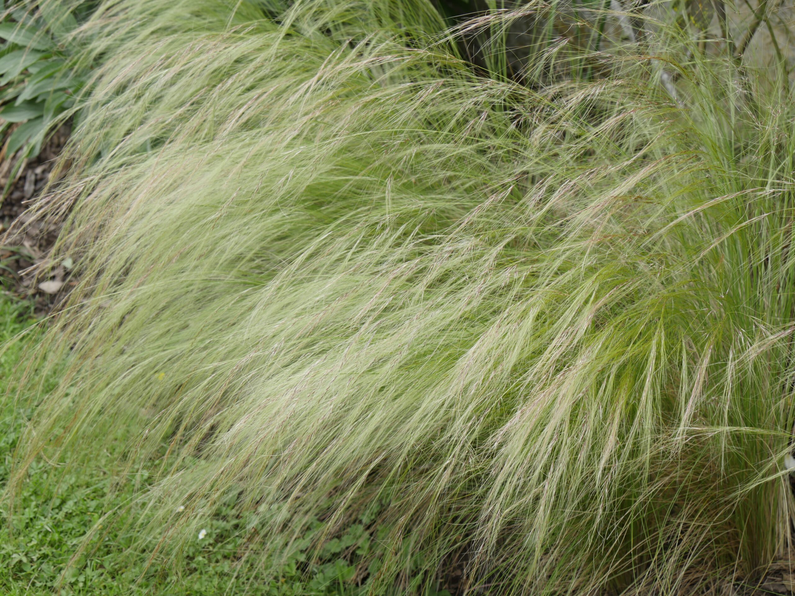 Stipa tenuissima (Nasella tenuissima)