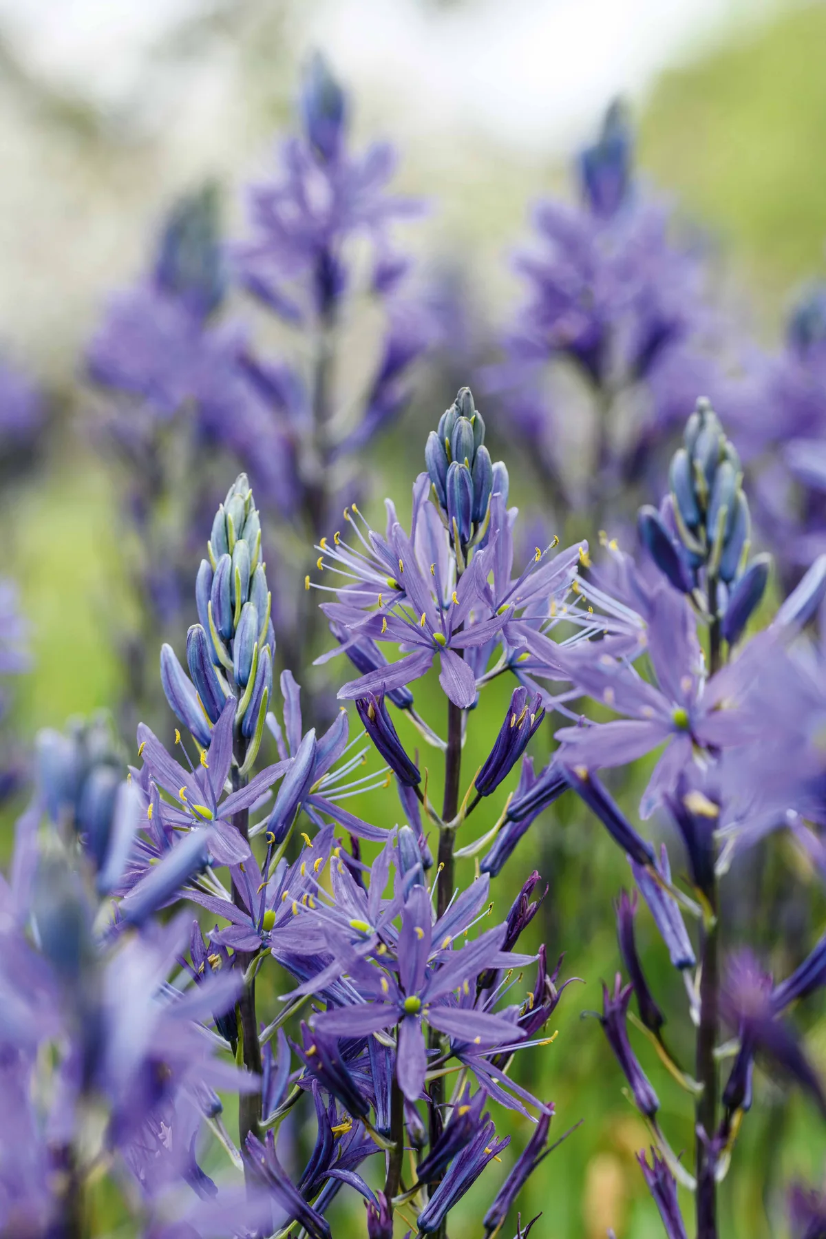 Camassia leichtlinii subsp. suksdorfii Caerulea Group Camassia leichtlinii subsp. suksdorfii Caerulea Group
