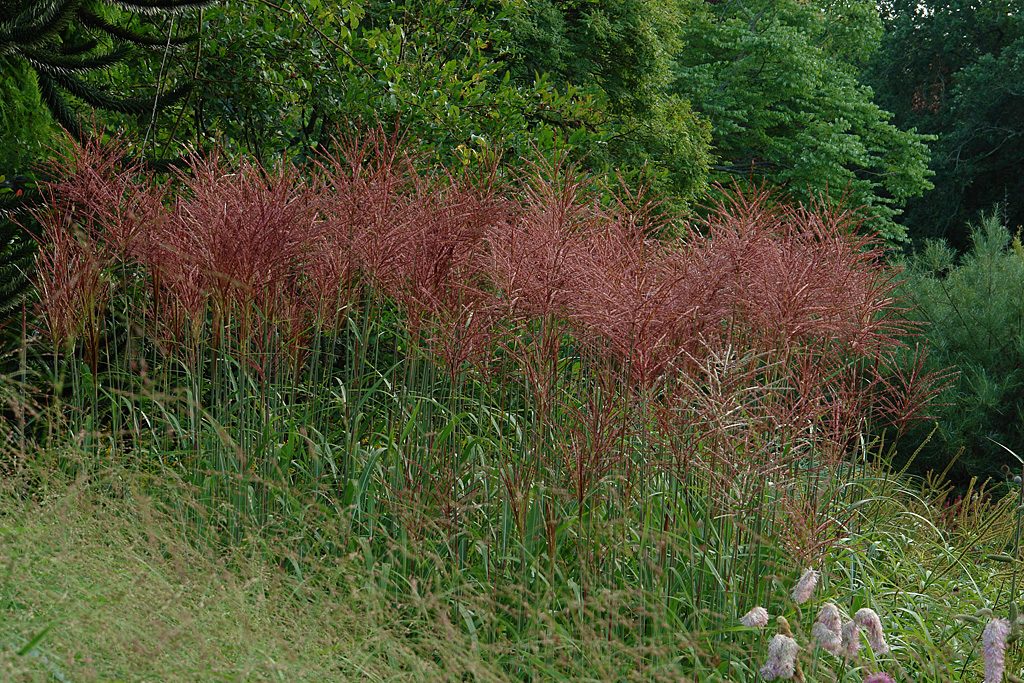 Miscanthus Red Spear 