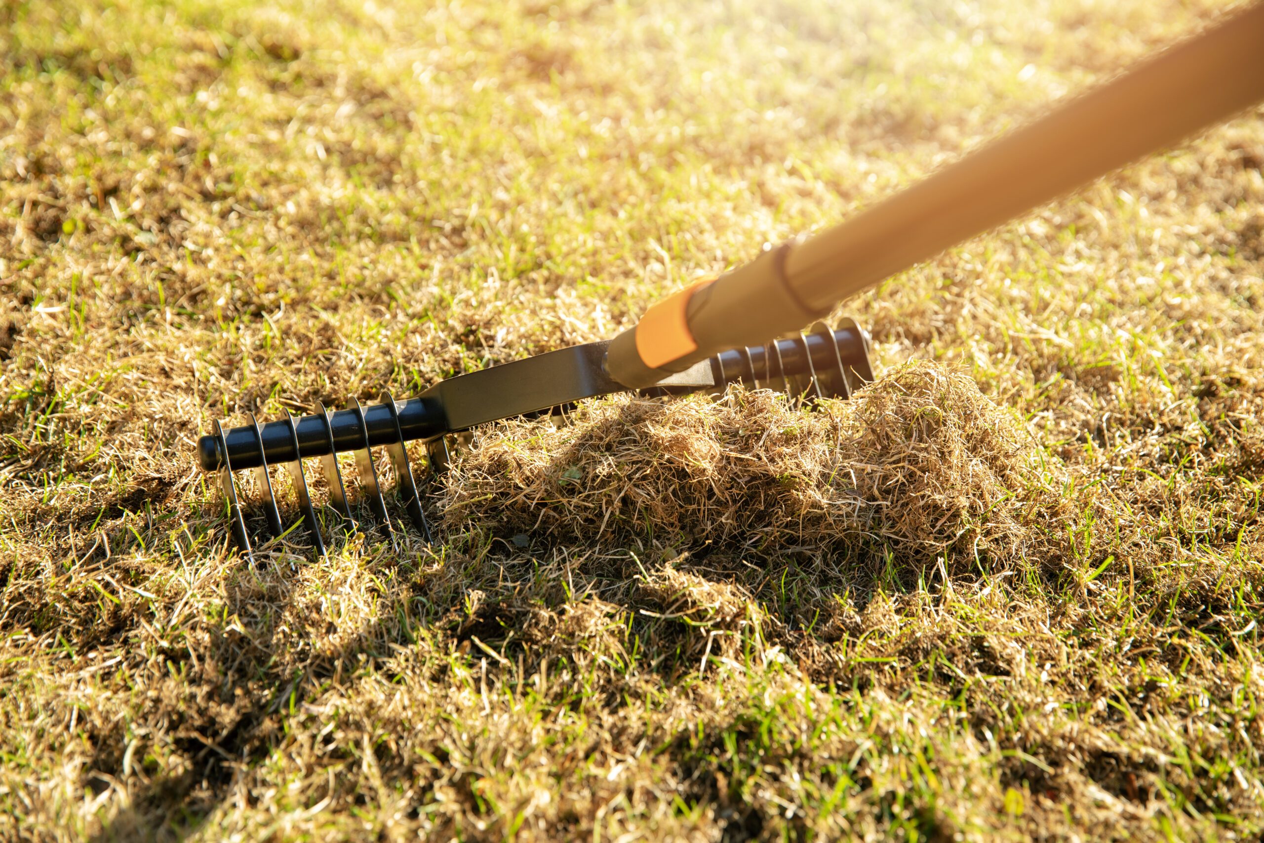 Garden lawn aeration with scarifier rake