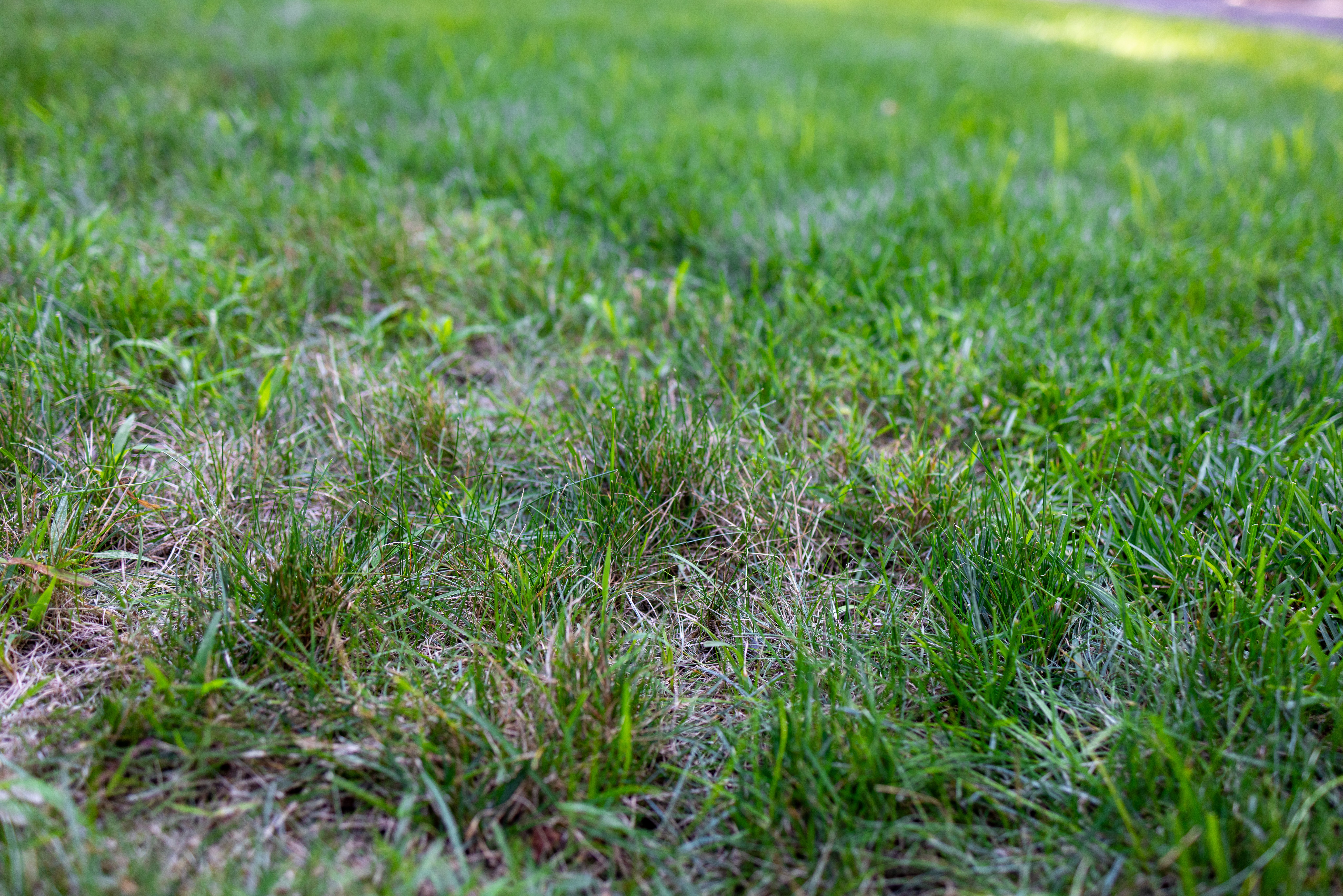 Fresh grass with brown bits