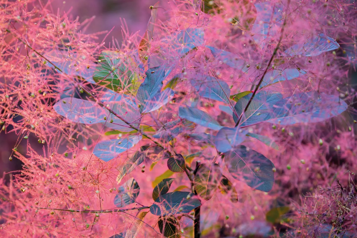 Cotinus ‘Grace’ Cotinus ‘Grace’