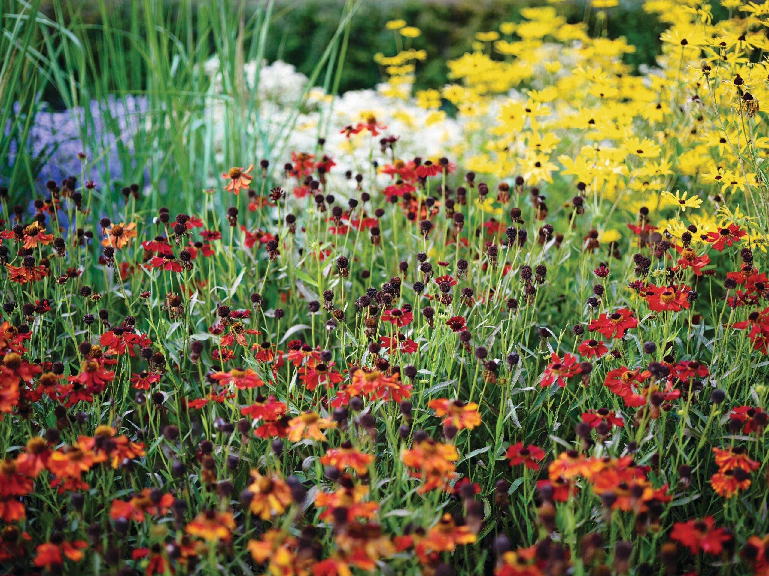 Oudolf Field at Hauser and Wirth, Somerset
