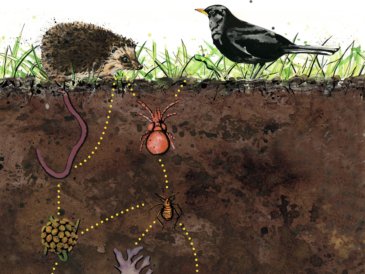 Soil illustration by Lotte Oldfield An illustration of the soil food chain from organic matter and bacteria to animals