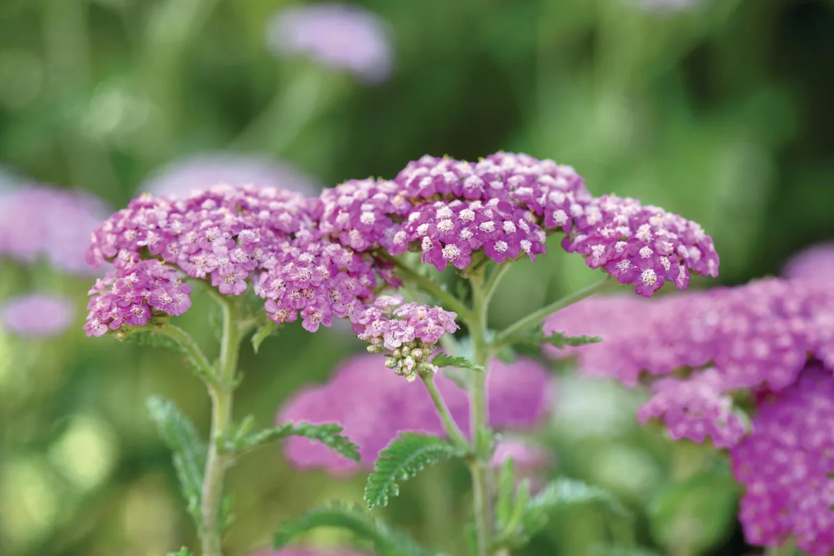 Achillea ‘Apfelblüte’ Purple flower