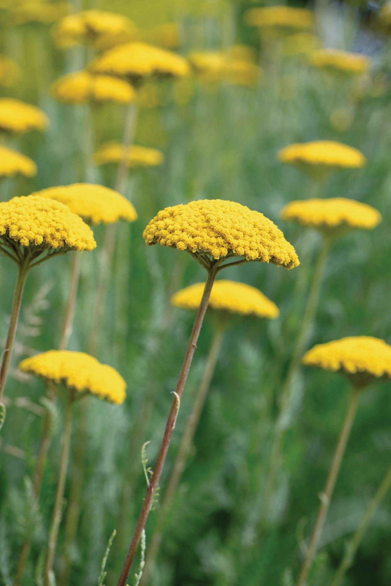 Yellow flower