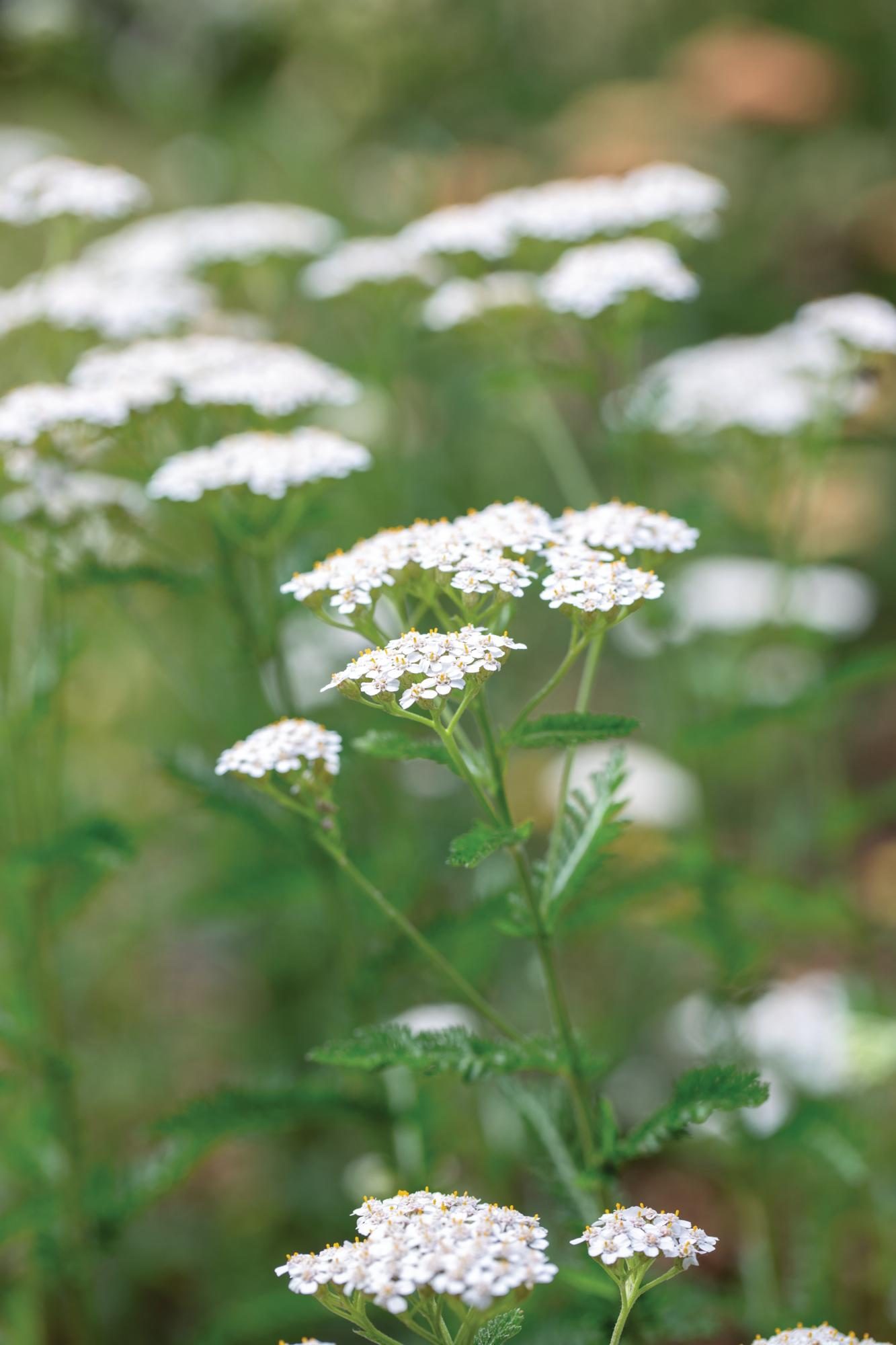 White flower